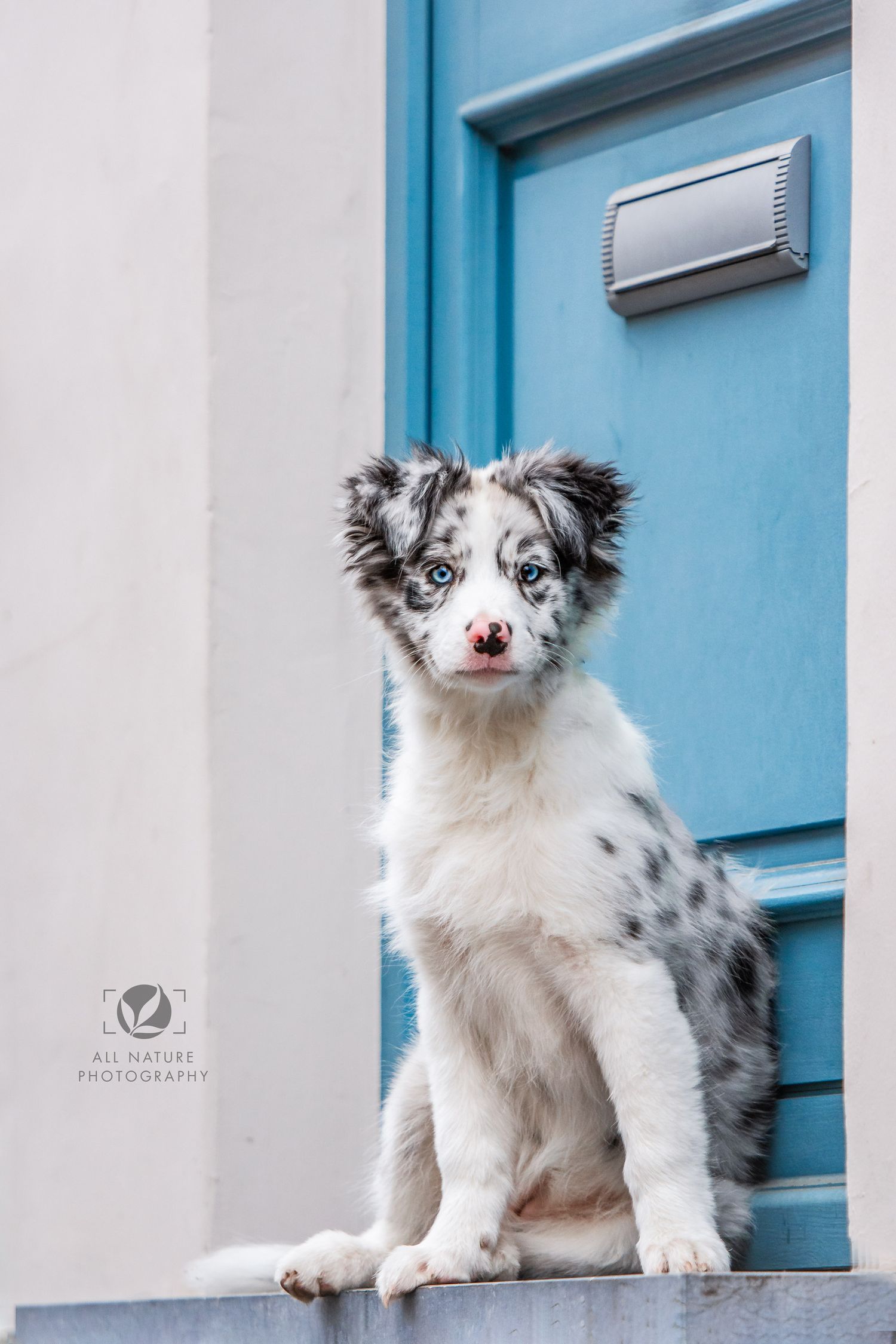 Australian shepherd puppy with striking blue eyes sits by a bright blue door.
