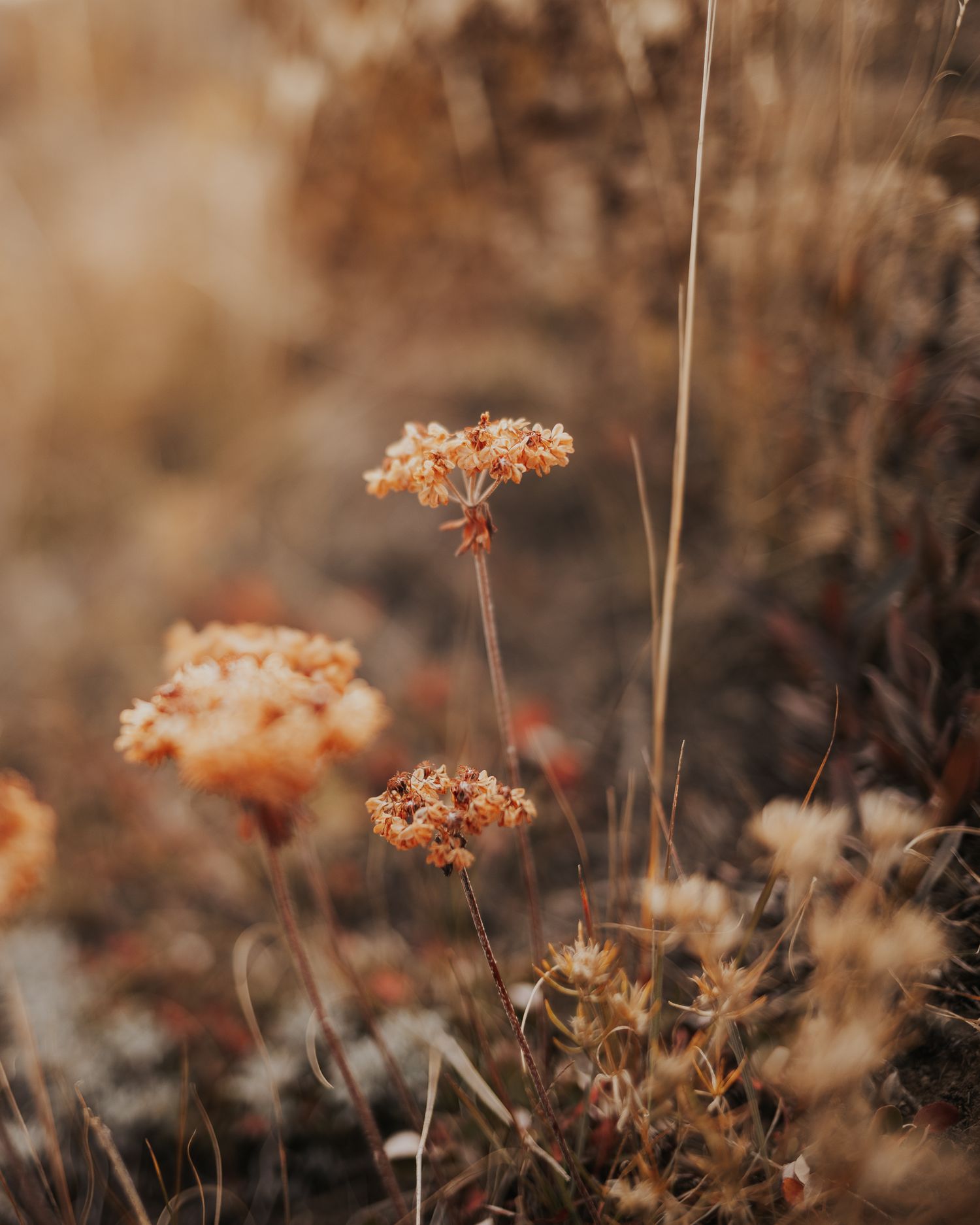 alpine flower with focus on the warm color of the blossoms