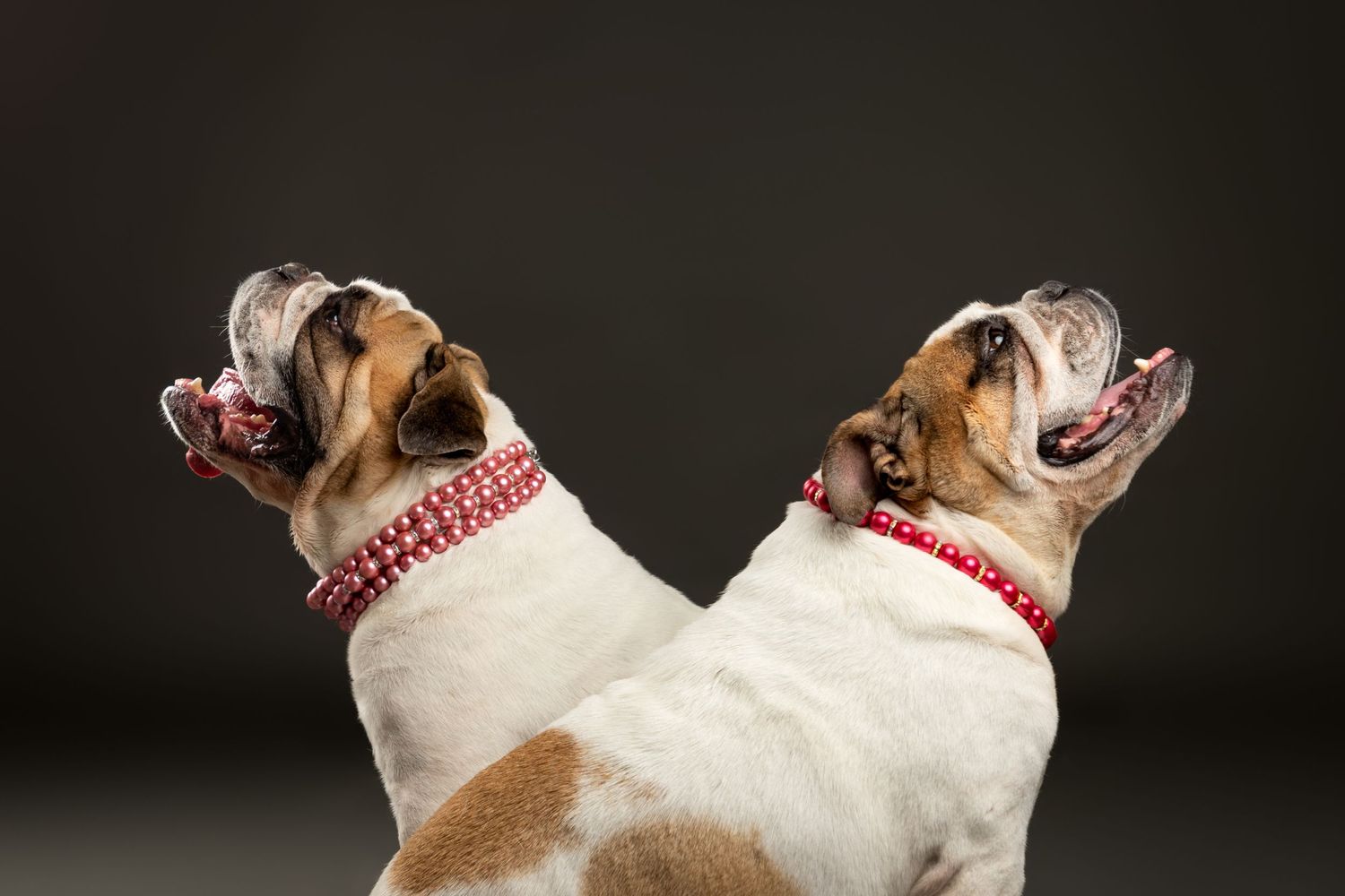 fotografia-canina