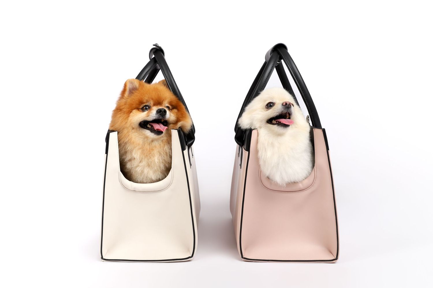sesiones para perros