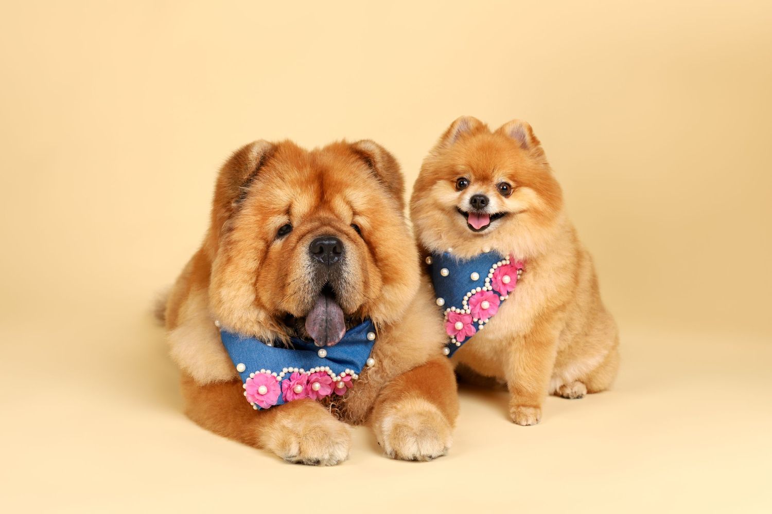fotografia-canina