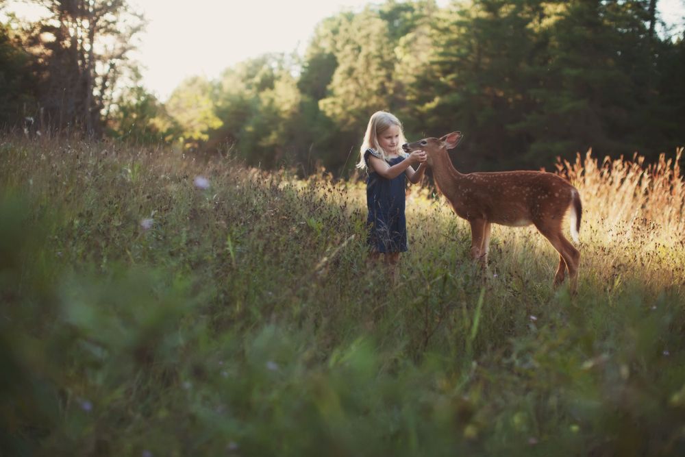 A young child gently pets a wild fawn in a sunlit meadow during golden hour. Northern Wisconsin Family Photographer