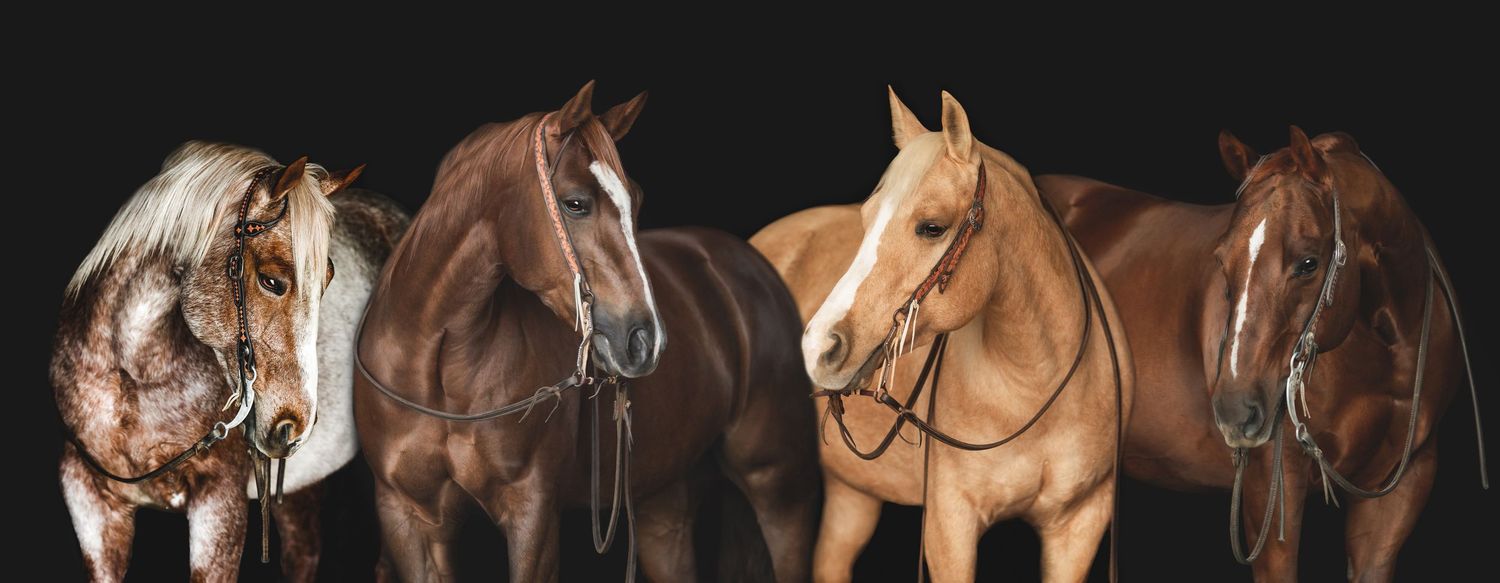 Four horses in various shades of brown and white with riding tack against black background.