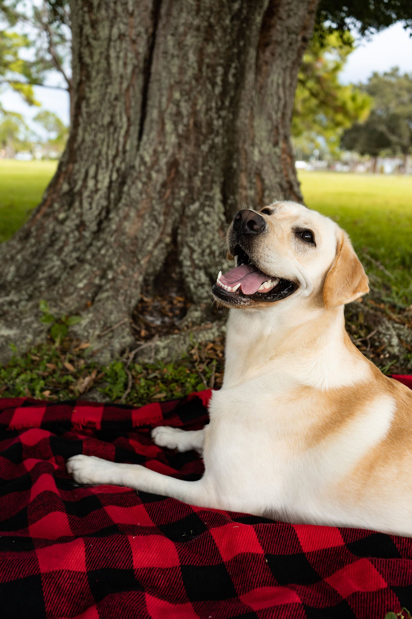 Tampa Bay Family Photographer, Pet Portraits