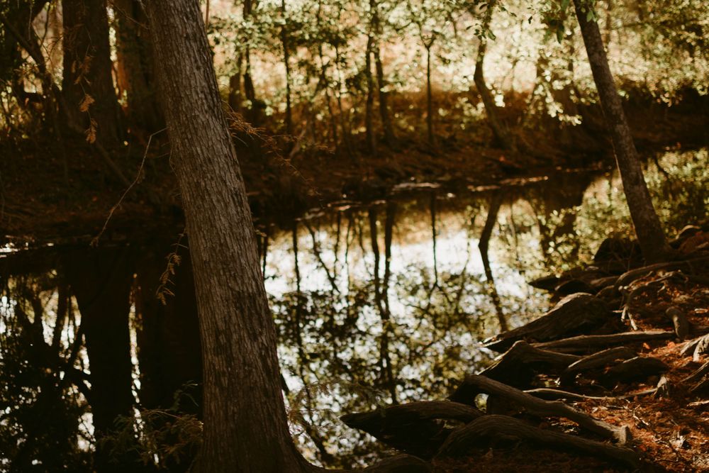 Reflective water surface in a wooded area with tree roots visible along the shoreline.