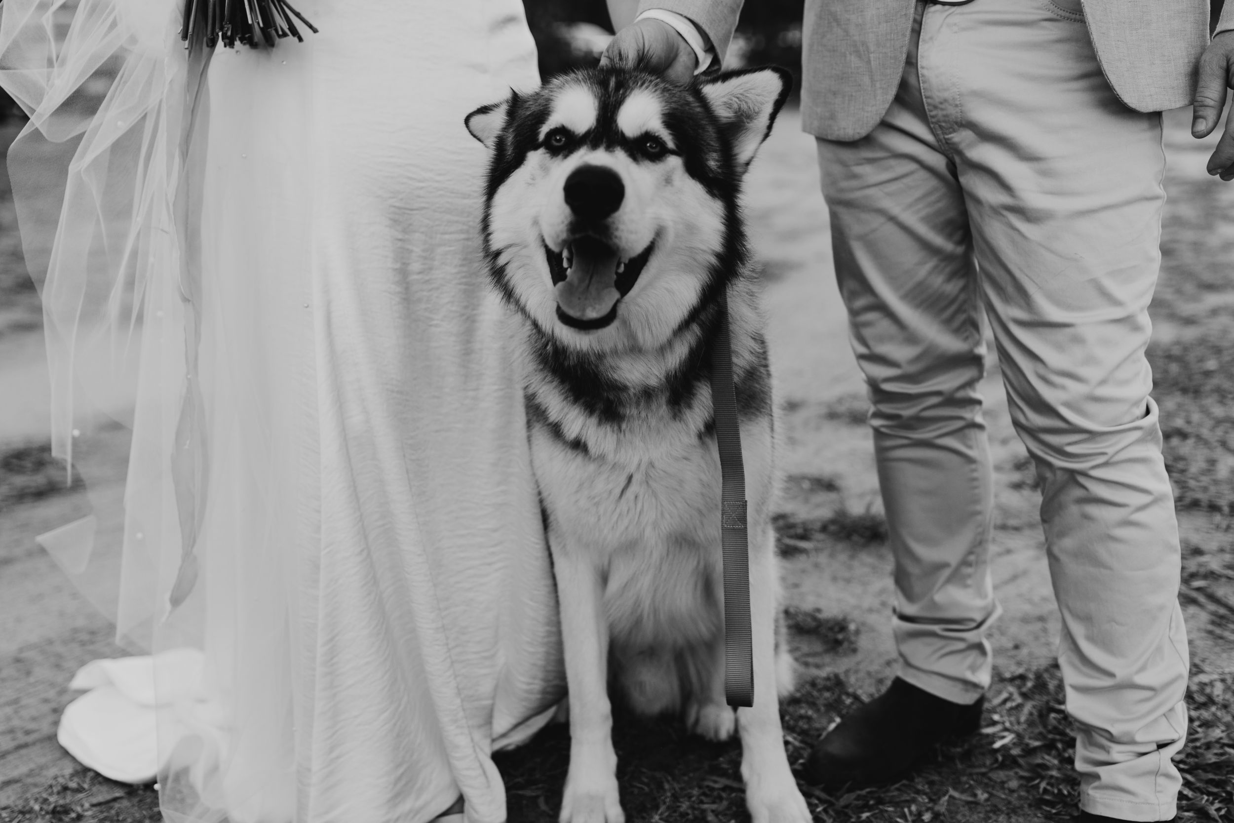 Happy husky dog poses with wedding couple in outdoor field setting.