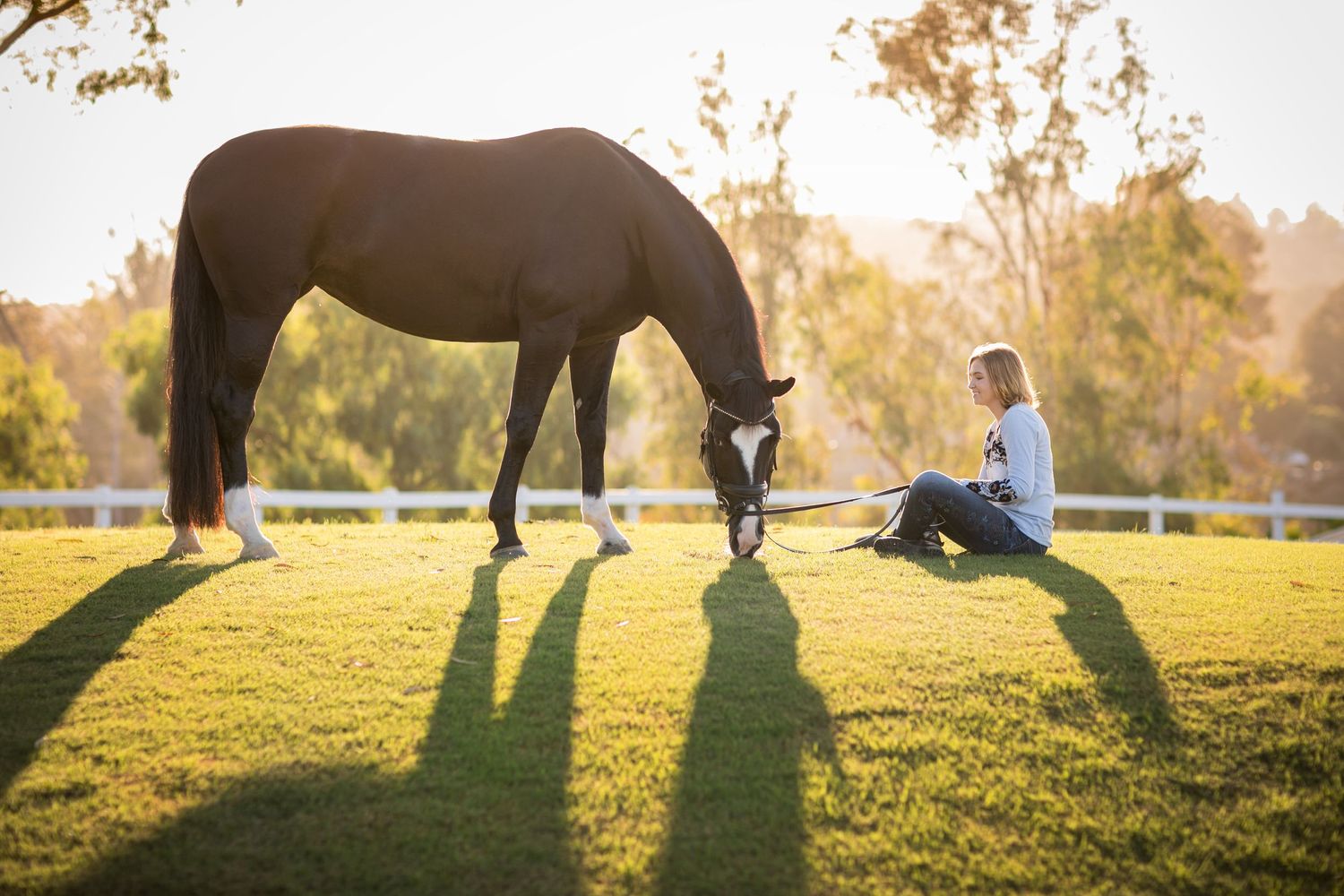 Person sitting on grass near large black horse during golden sunset.