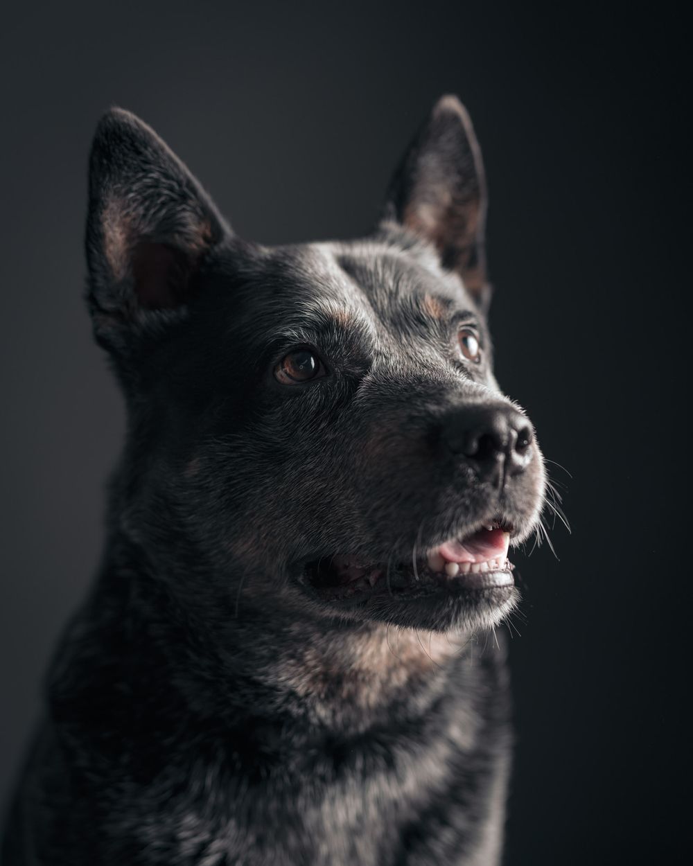 Close up face portraits of dogs
