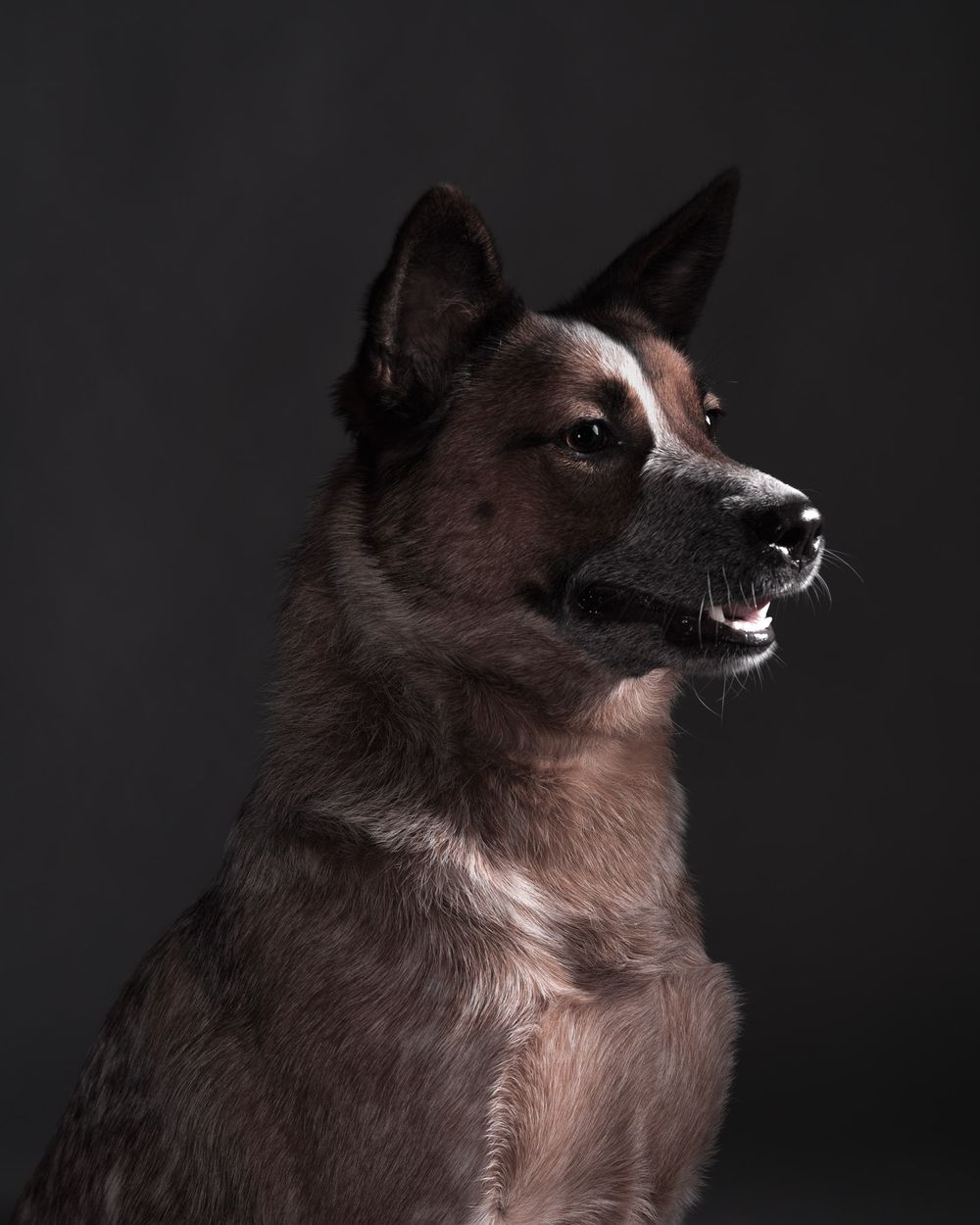 Close up face portraits of dogs