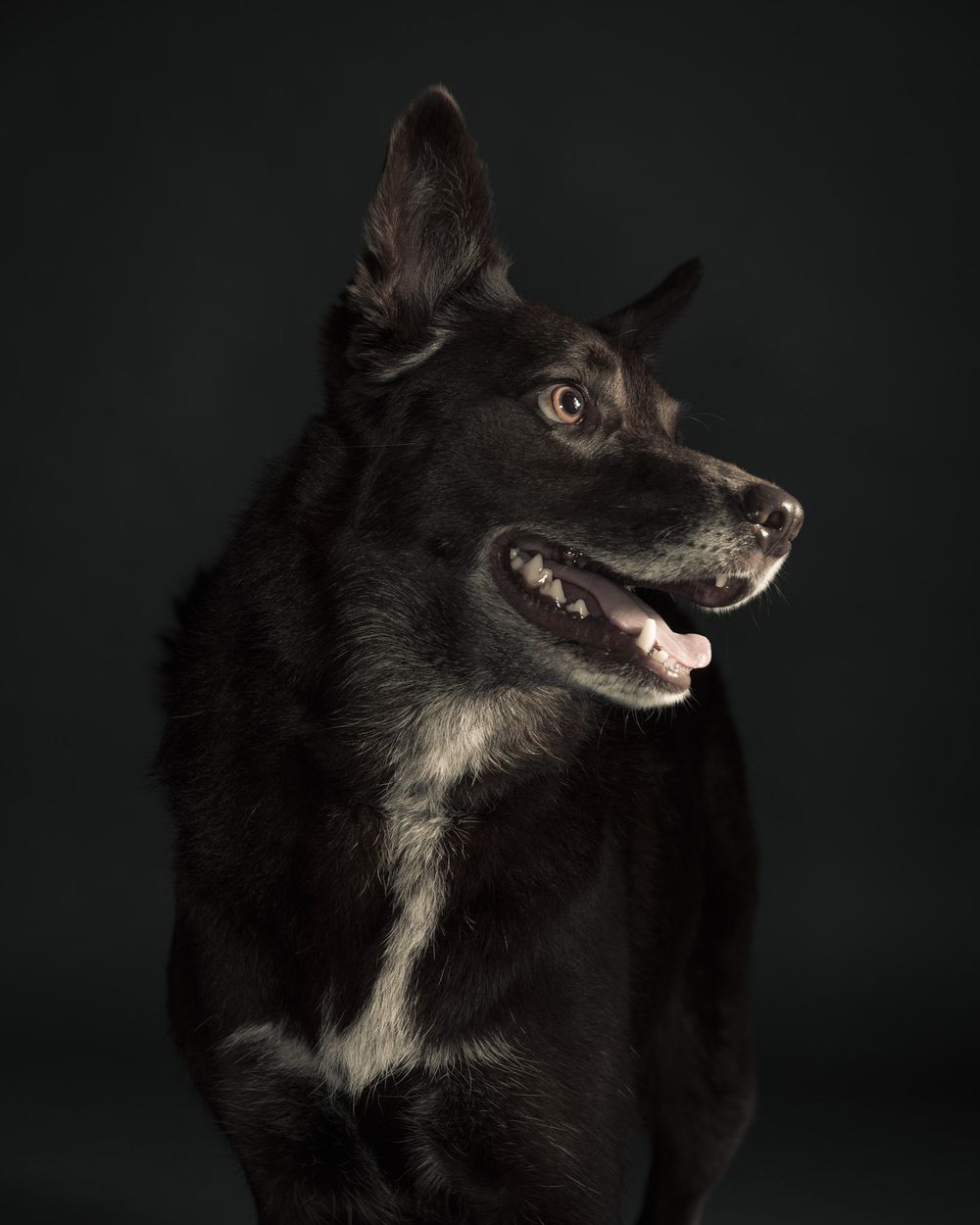 Close up face portraits of dogs