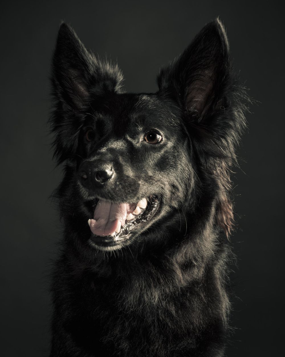 Close up face portraits of dogs