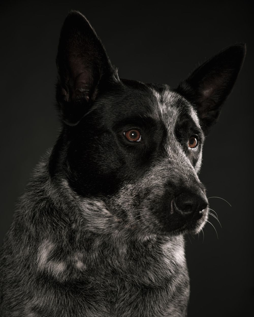Close up face portraits of dogs