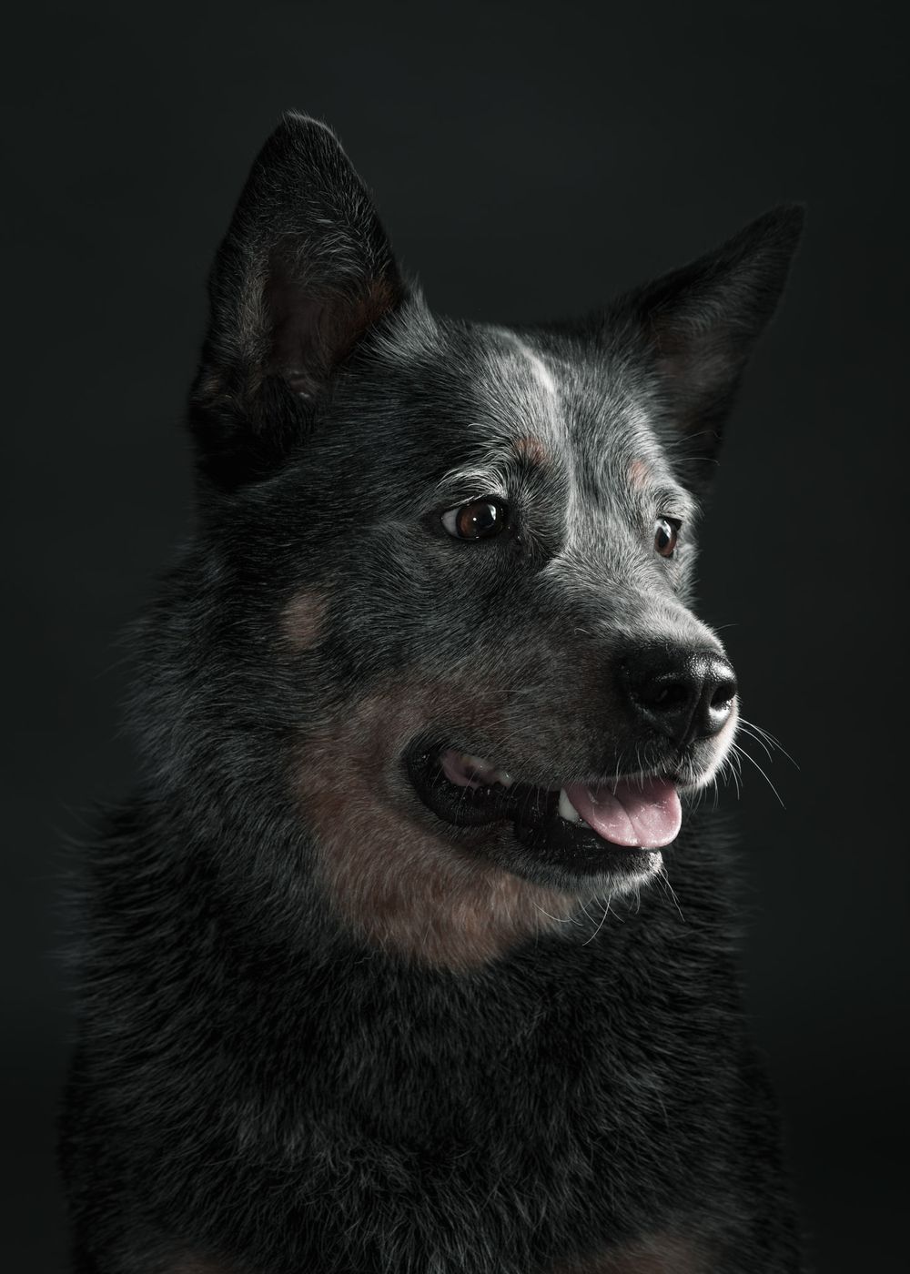 Close up face portraits of dogs