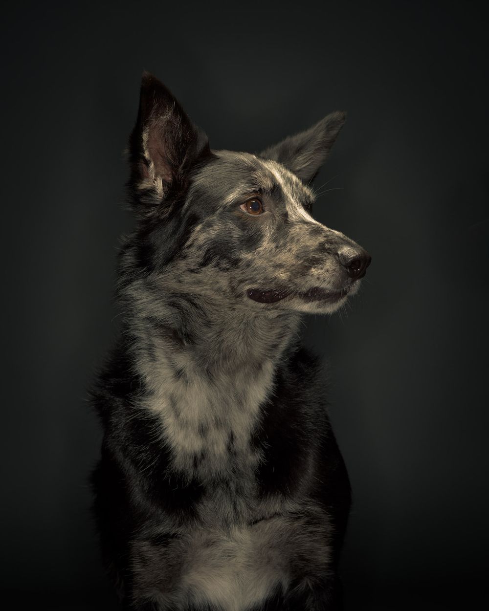 Close up face portraits of dogs
