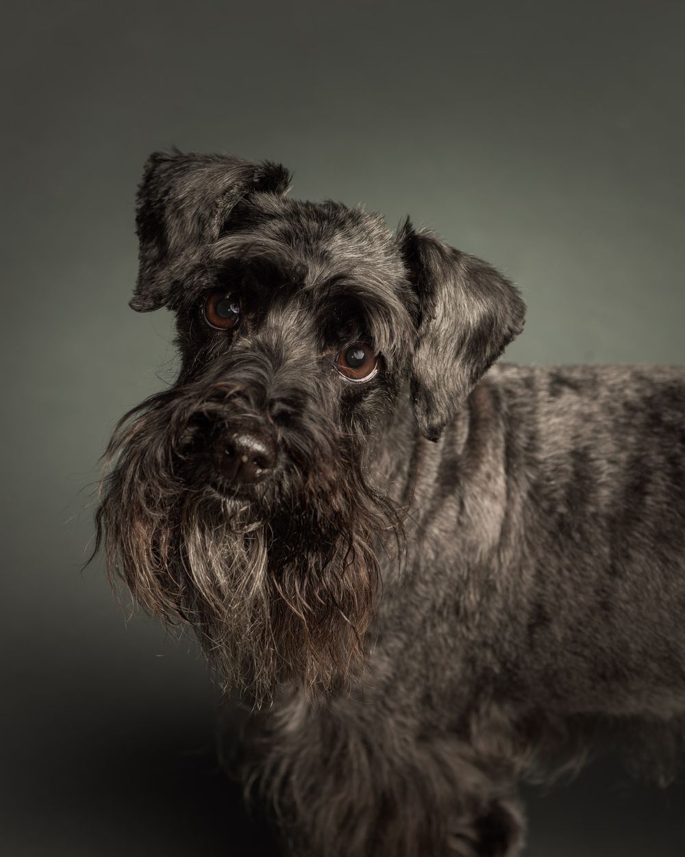 Close up face portraits of dogs