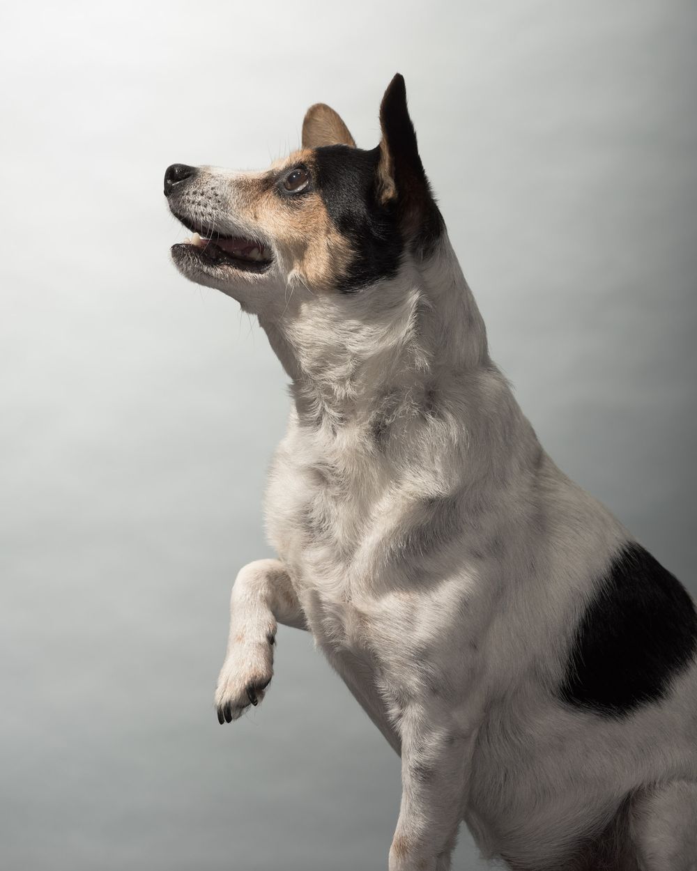 Close up face portraits of dogs