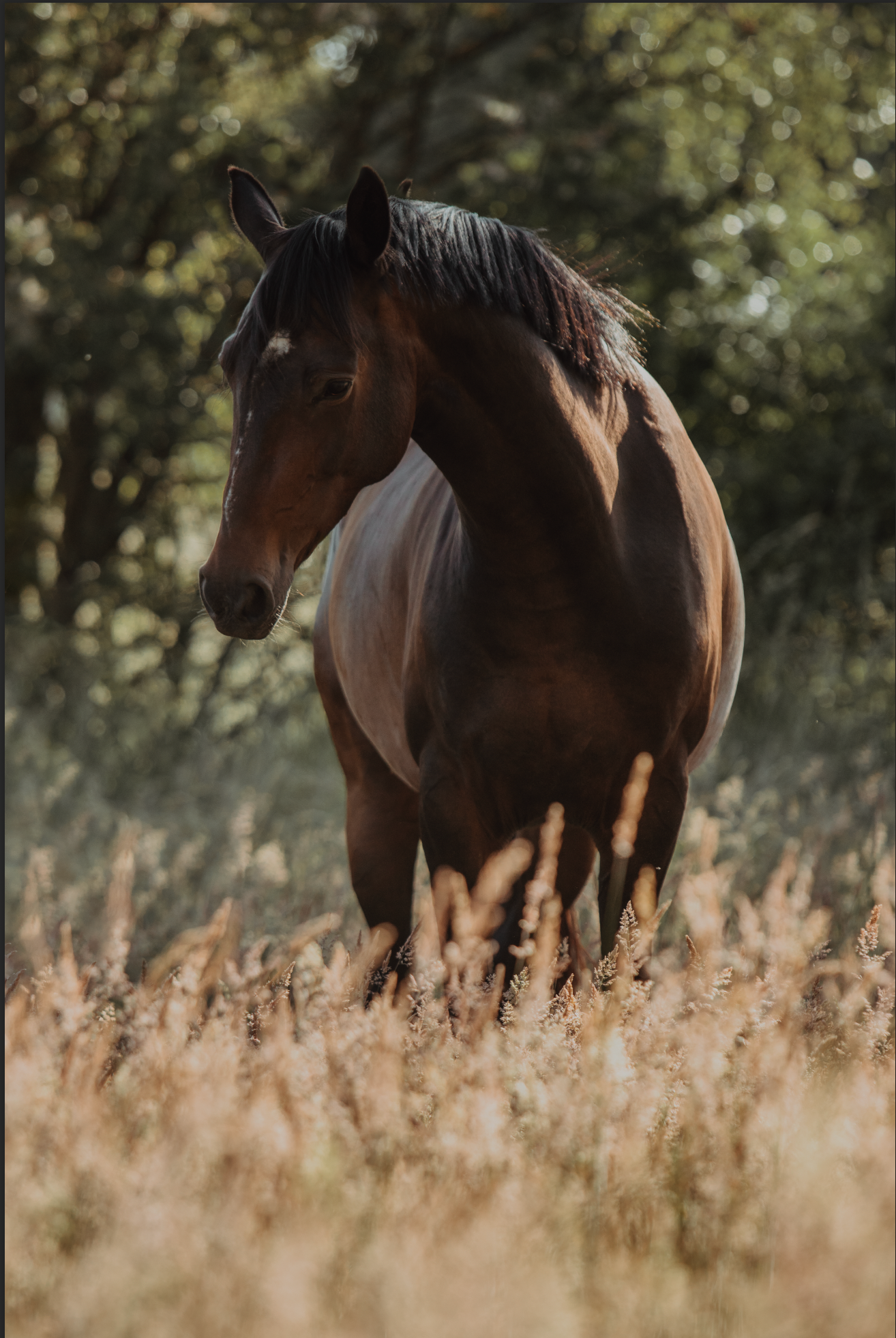 Majestic brown horse standing in autumn field with golden grass.