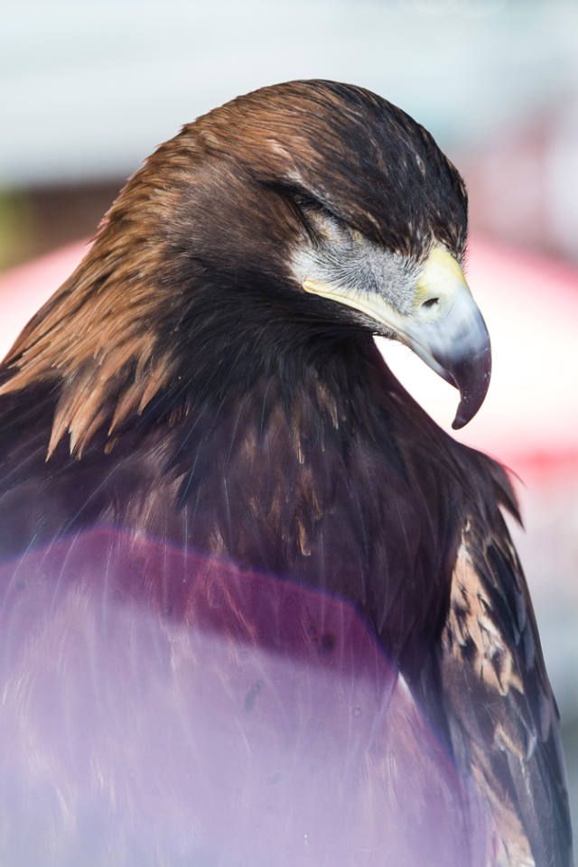 Animal portrait photography Berlin — eagle portrait by Nadine Ginzel