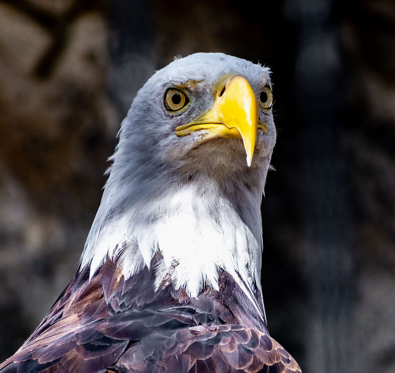Close-up portrait of a bald eagle with piercing yellow beak and intense gaze.