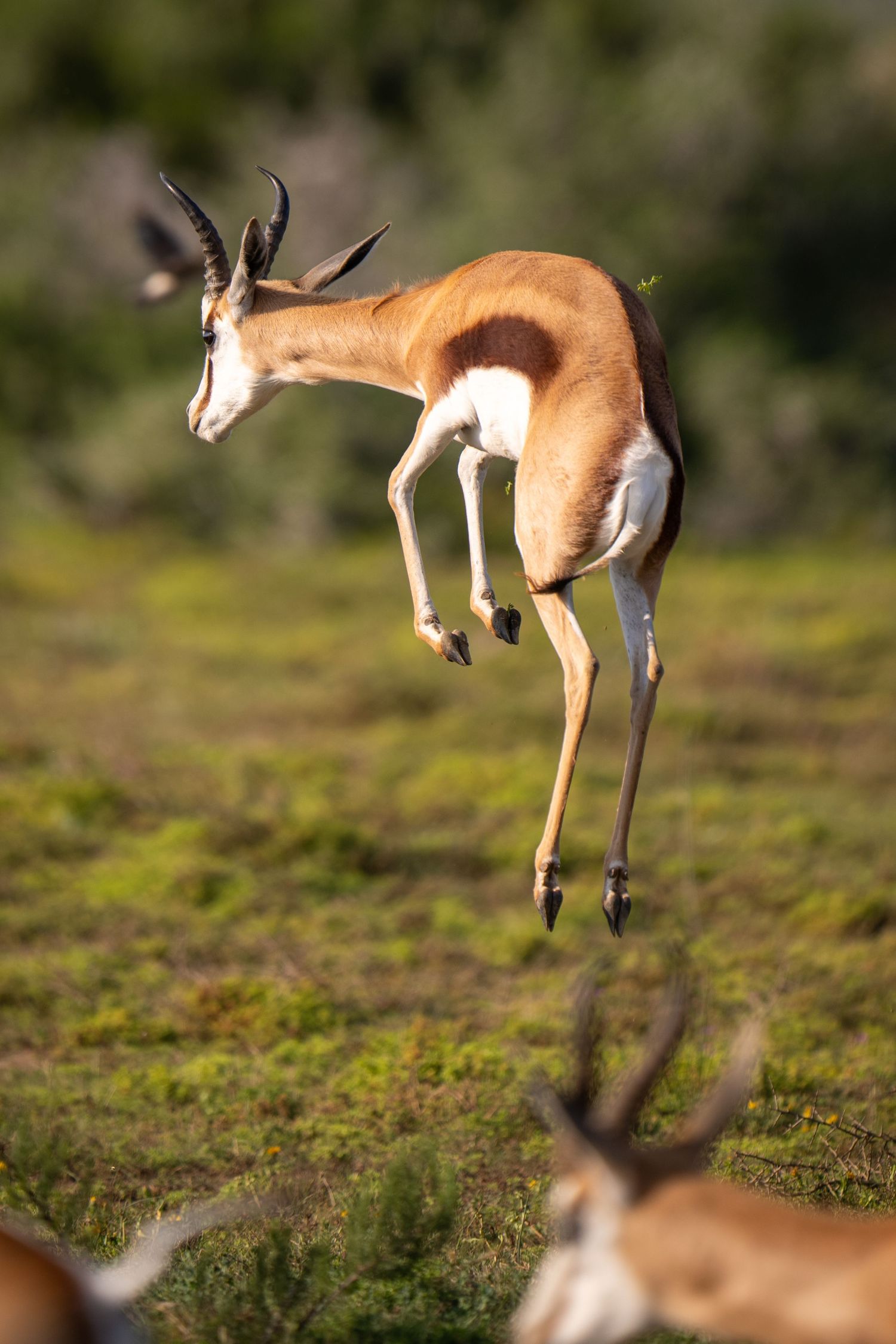 Springbok antelope leaping and pronking across African grassland.