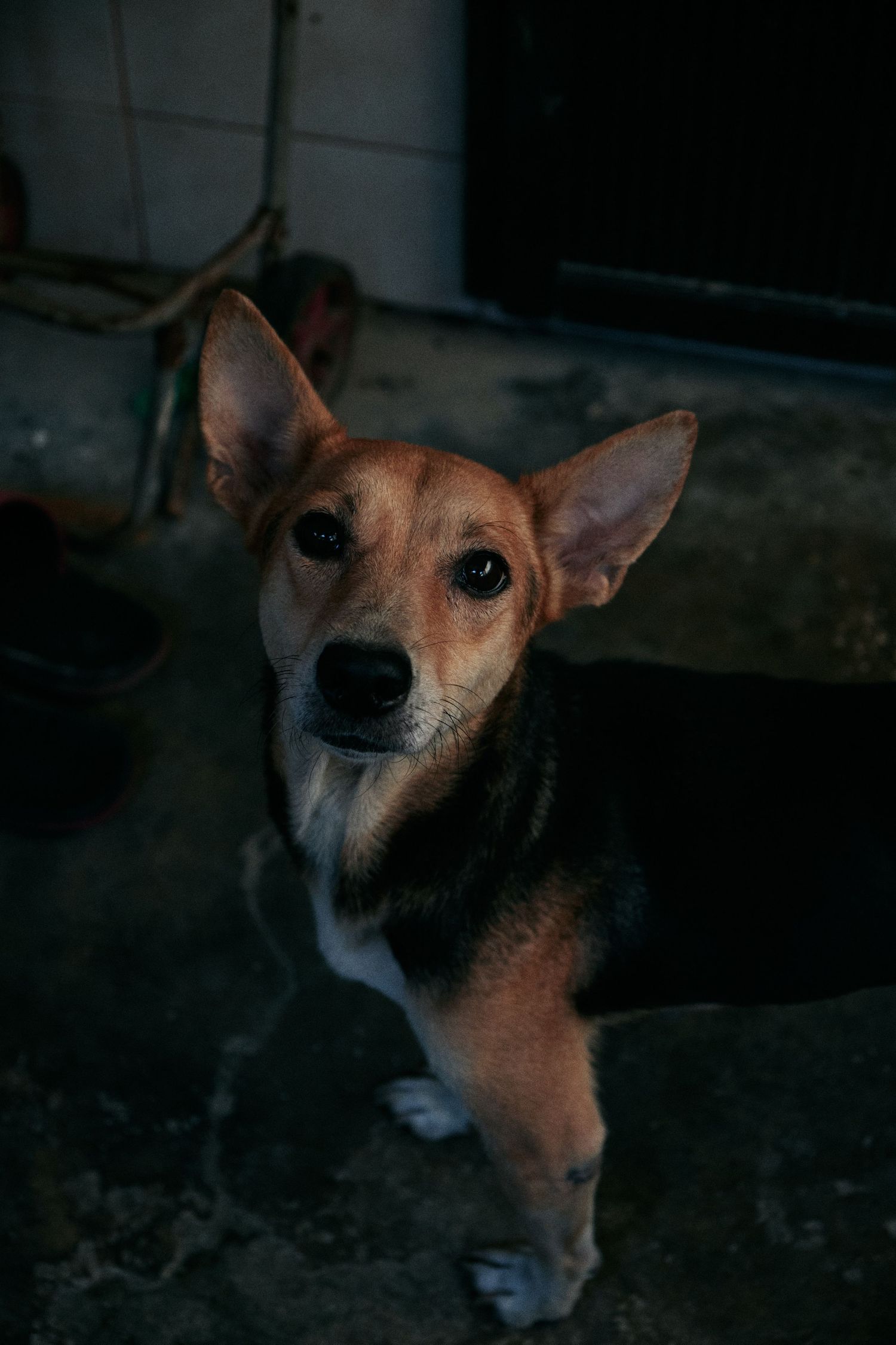 My little dog Ally. Her coat that's black and orange with a little edit, contrasts turns out amazing.
