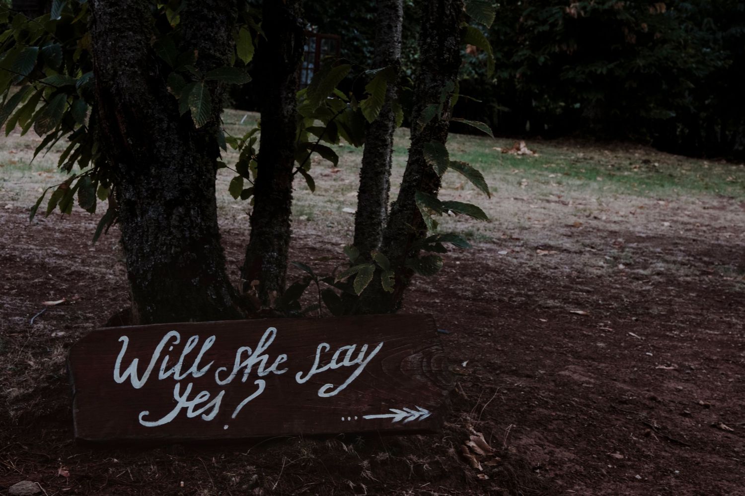 Rustic wooden sign with 'Will He Say Yes?' text and arrow pointing right in a forest setting.