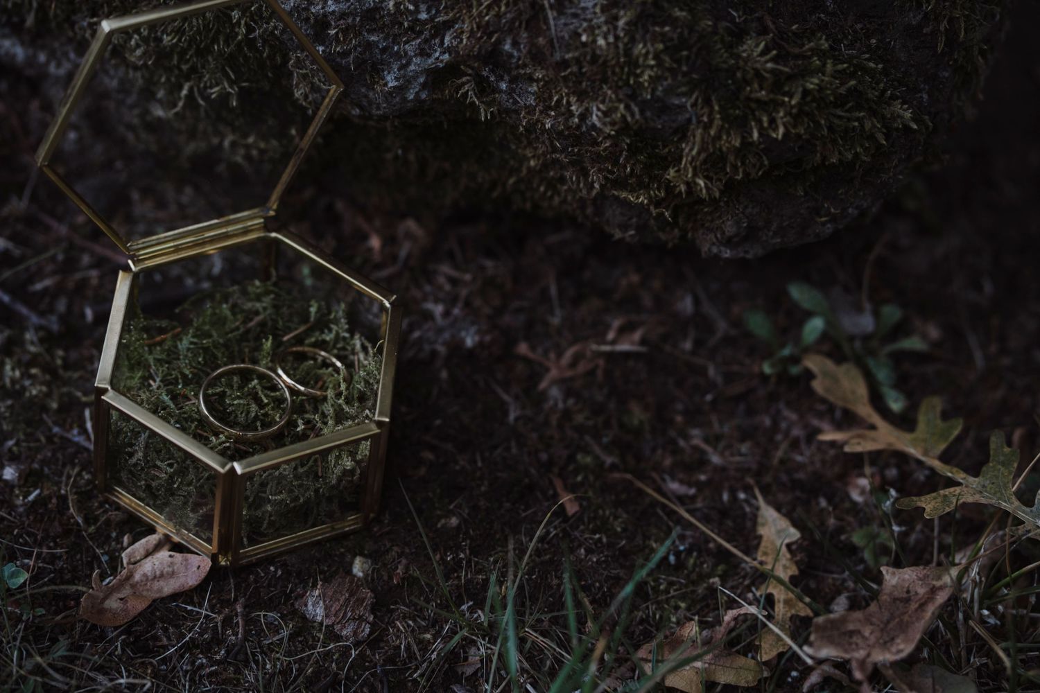 Hexagonal glass terrarium box sitting on dark soil surrounded by fallen leaves.