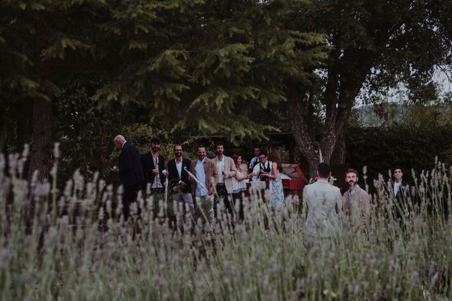 Wedding guests walking through a lavender field during an outdoor celebration.