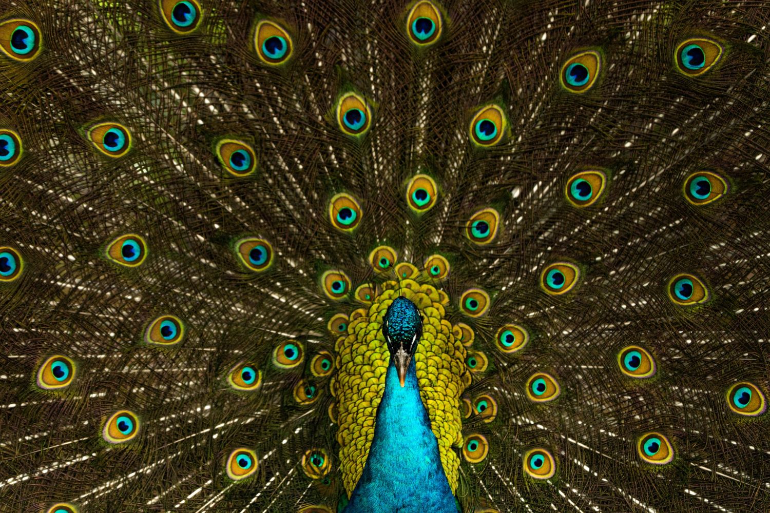 A vibrant peacock displaying its iridescent blue and green tail feathers in a dramatic fan pattern.