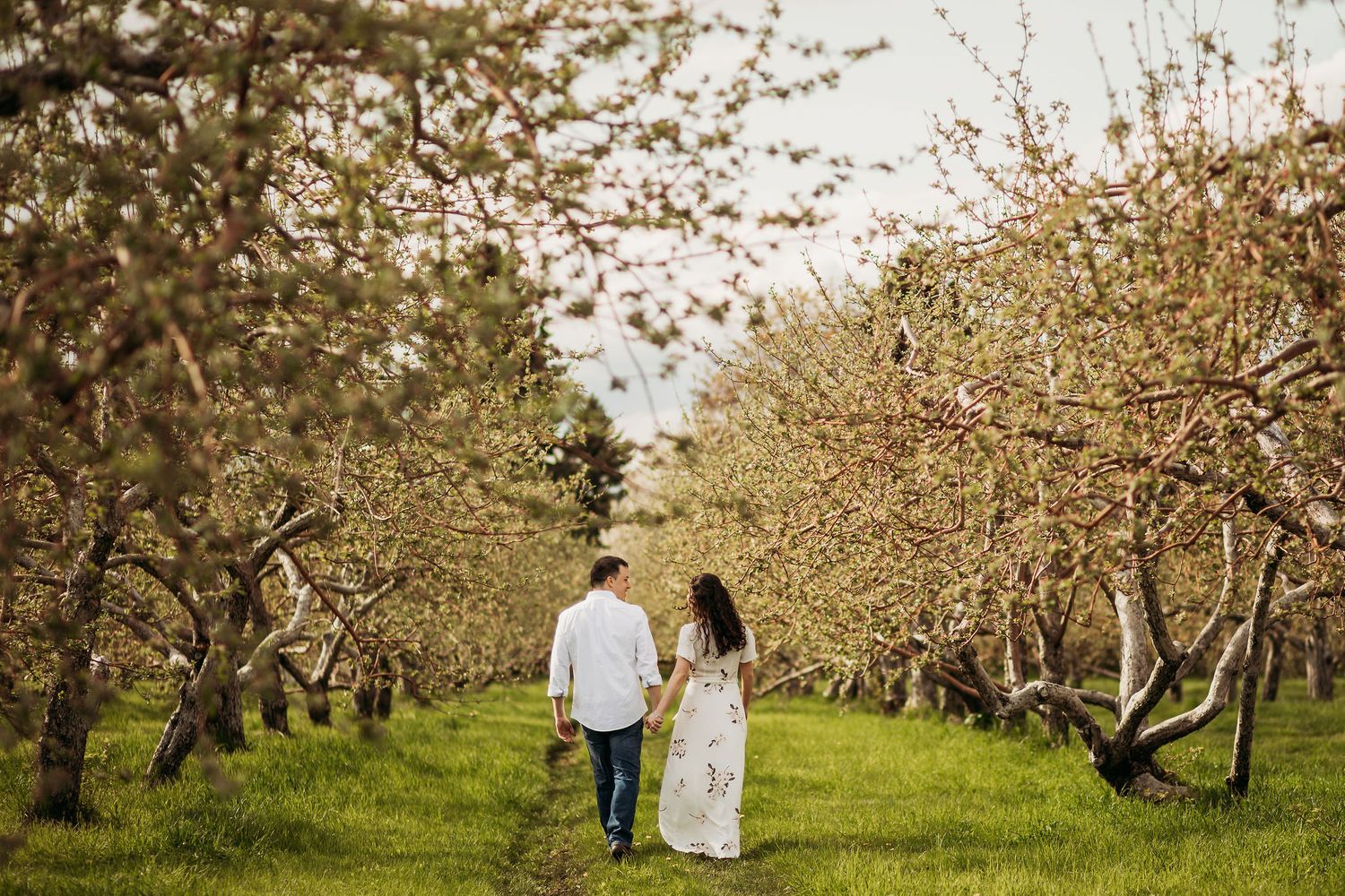 Two people walking hand in hand through a blooming orchard on a sunny day.