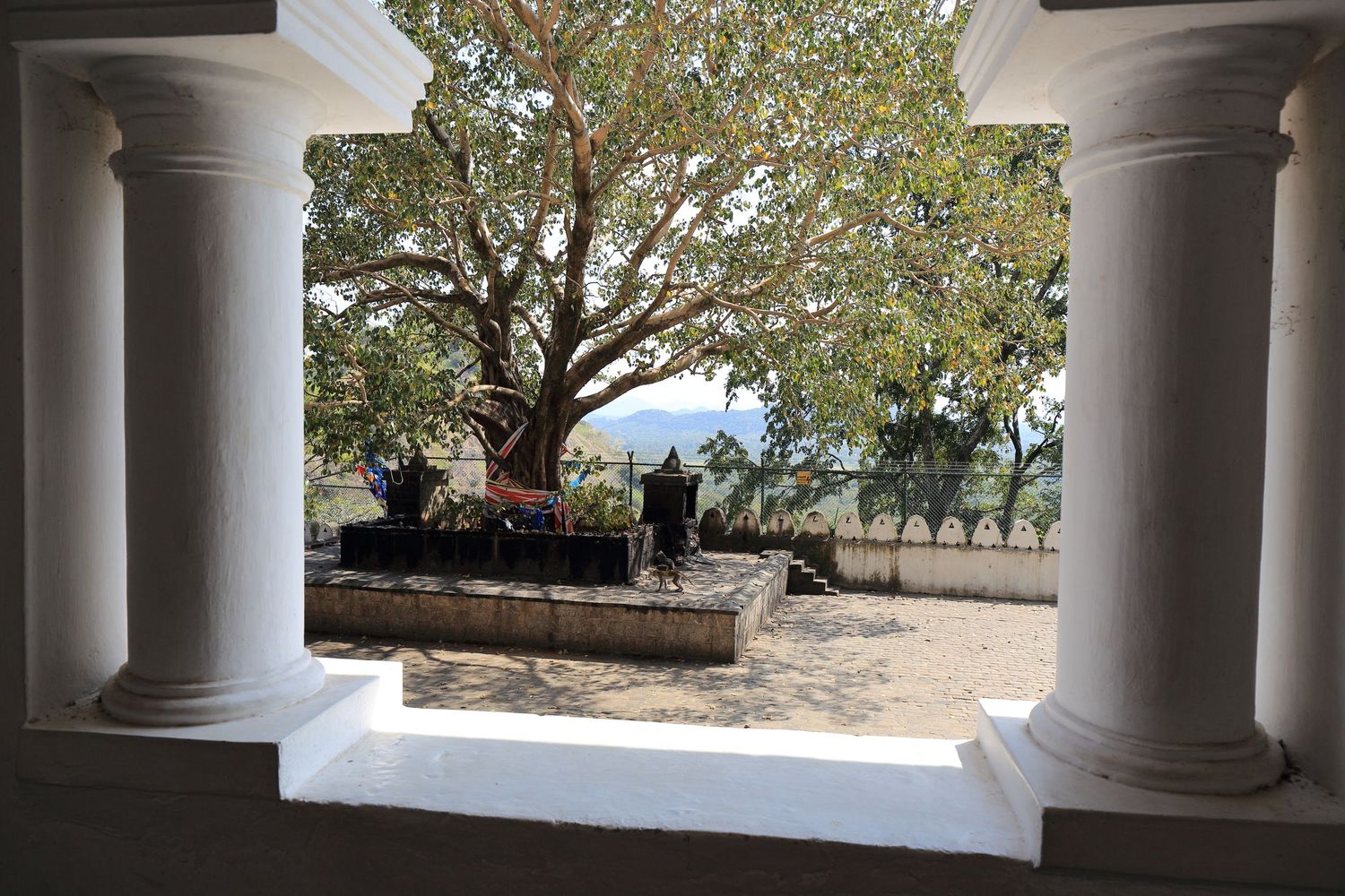 View through white temple columns framing a large tree and courtyard.