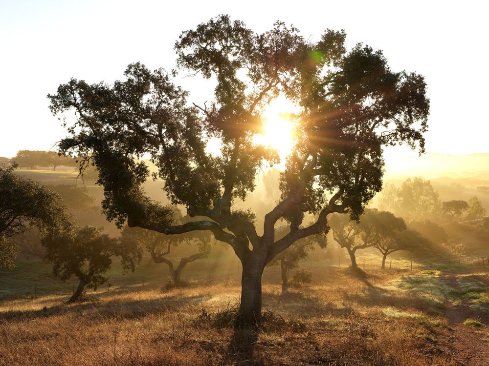 Golden sunlight streaming through oak tree branches during sunset in a rural landscape.