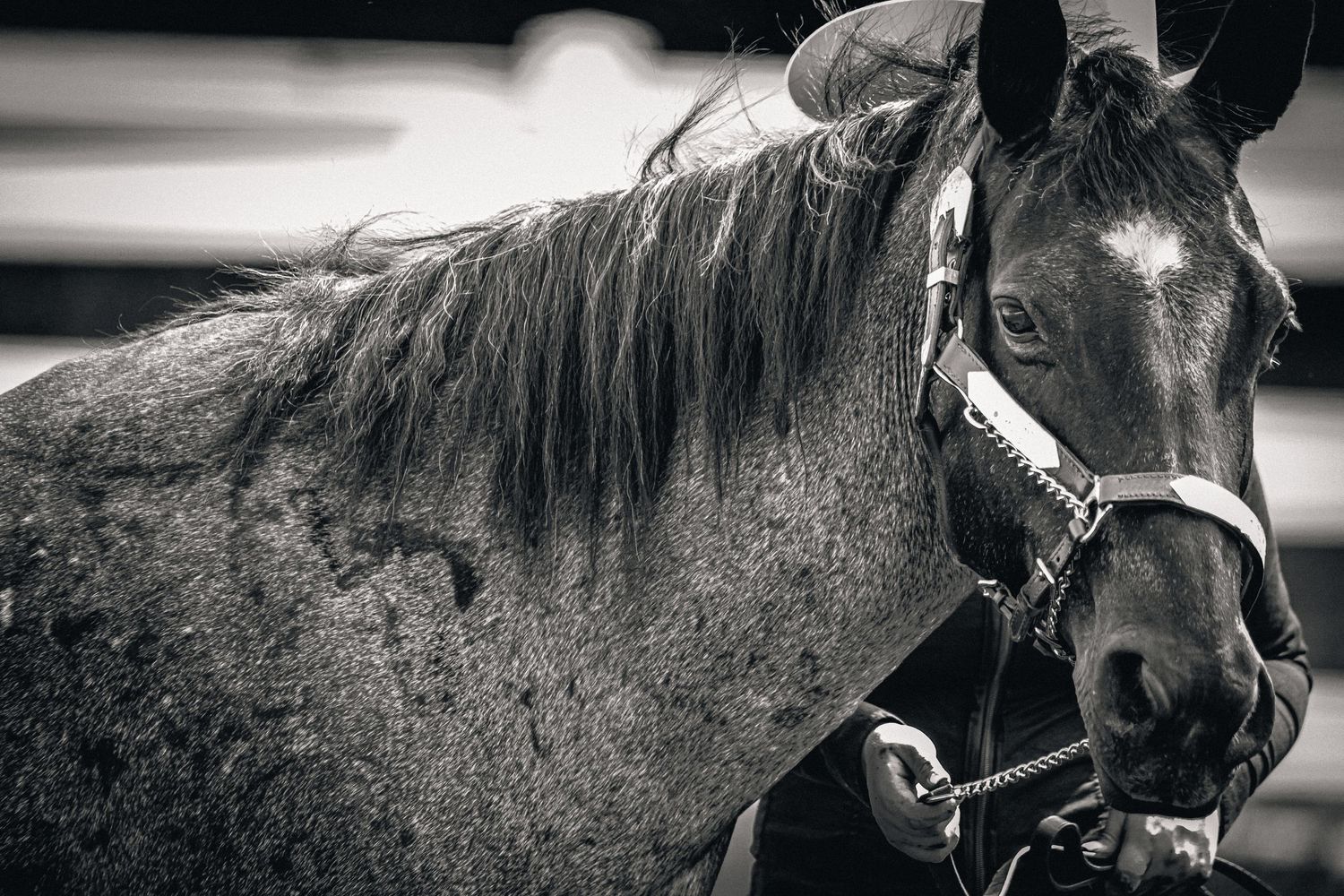Equine Photography - Black and White Horse Equine Showmanship
