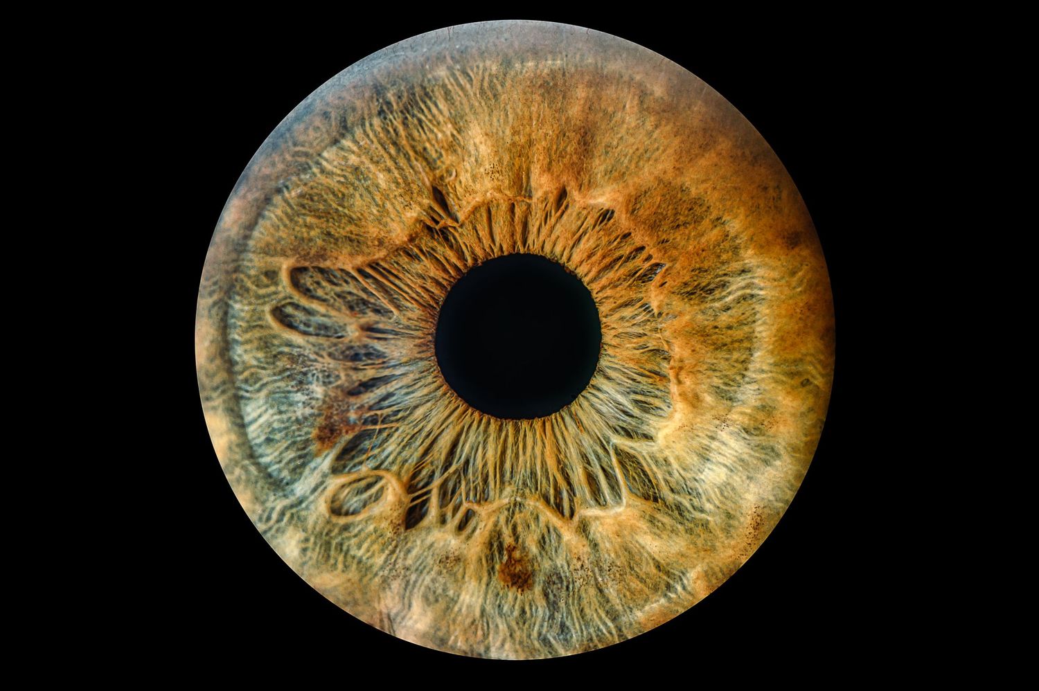 Detailed macro photograph of an amber and green colored human eye iris on black background.