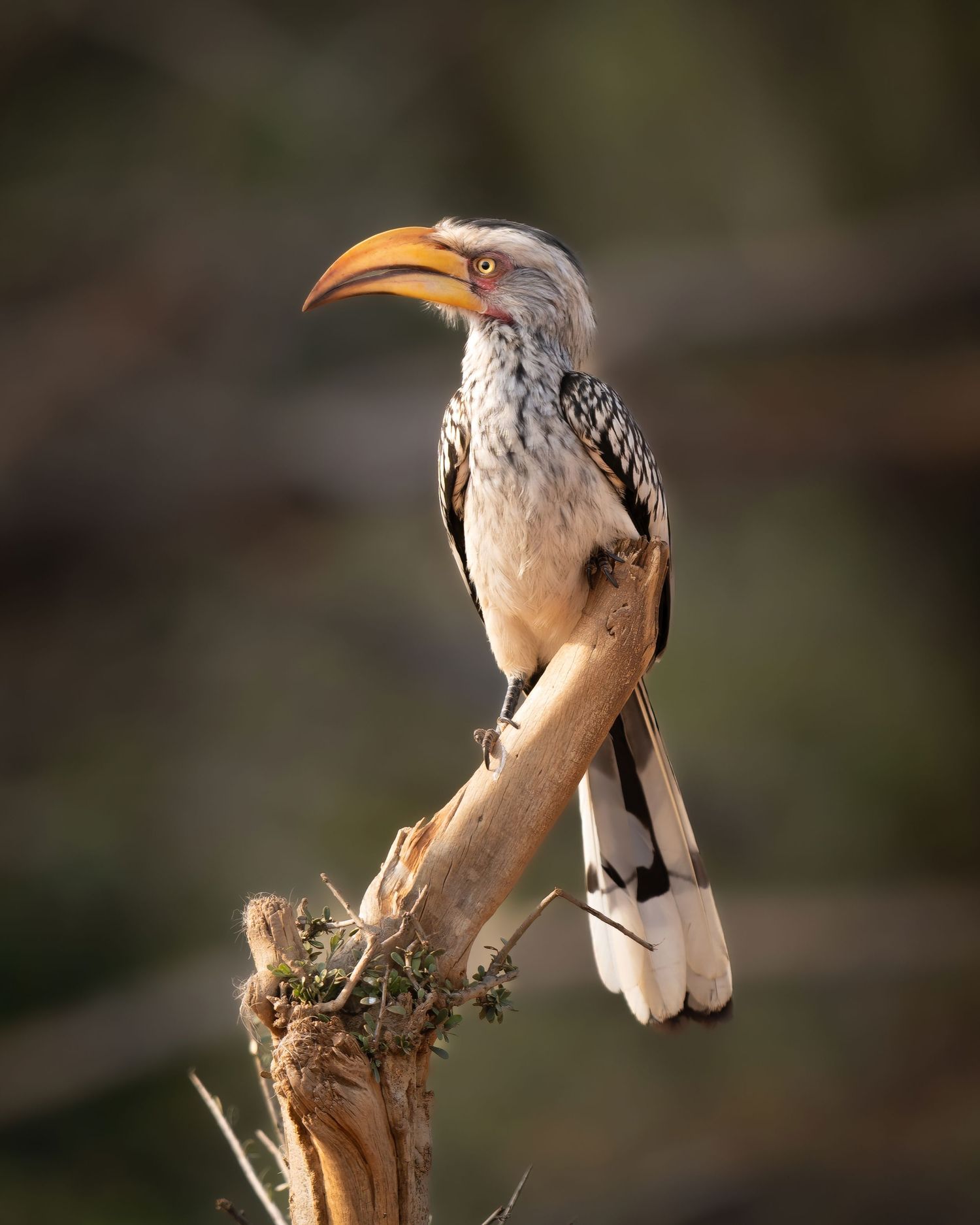 A yellow-billed hornbill perches on a dead branch with its distinctive curved beak.