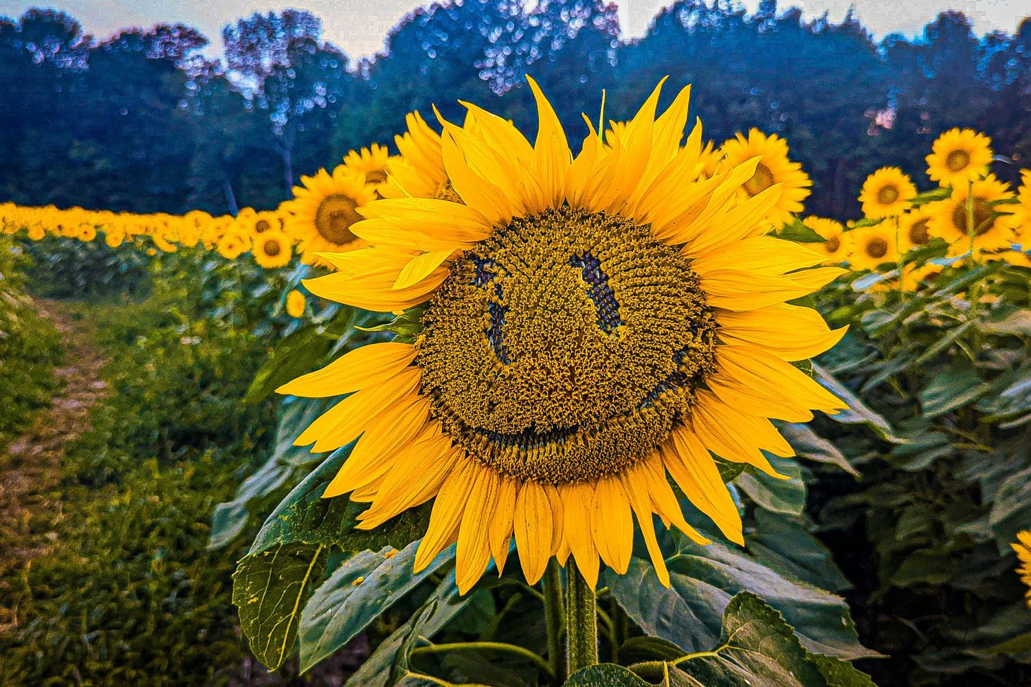 Close-up of a large sunflower with natural smiley face pattern formed by its seeds.