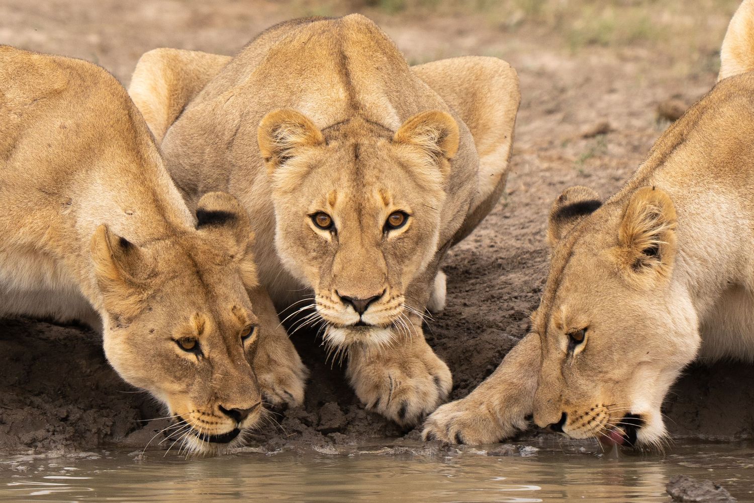 Pride of lionesses drinking together at a waterhole in Africa.