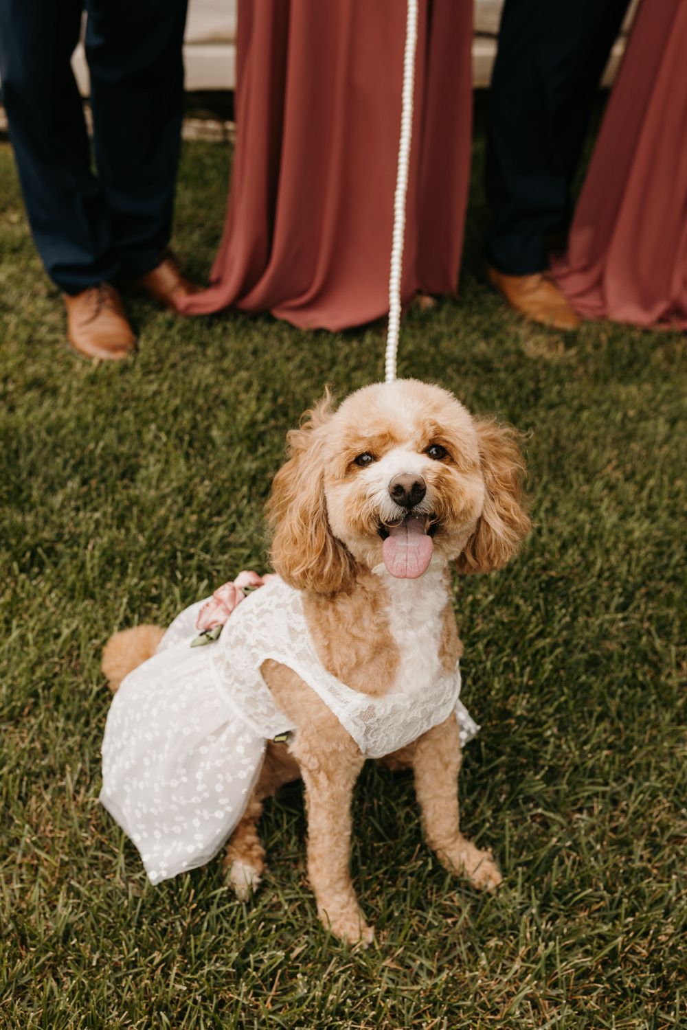 Adorable curly golden dog in white dress sits on grass, tongue out, held by leash at outdoor wedding.