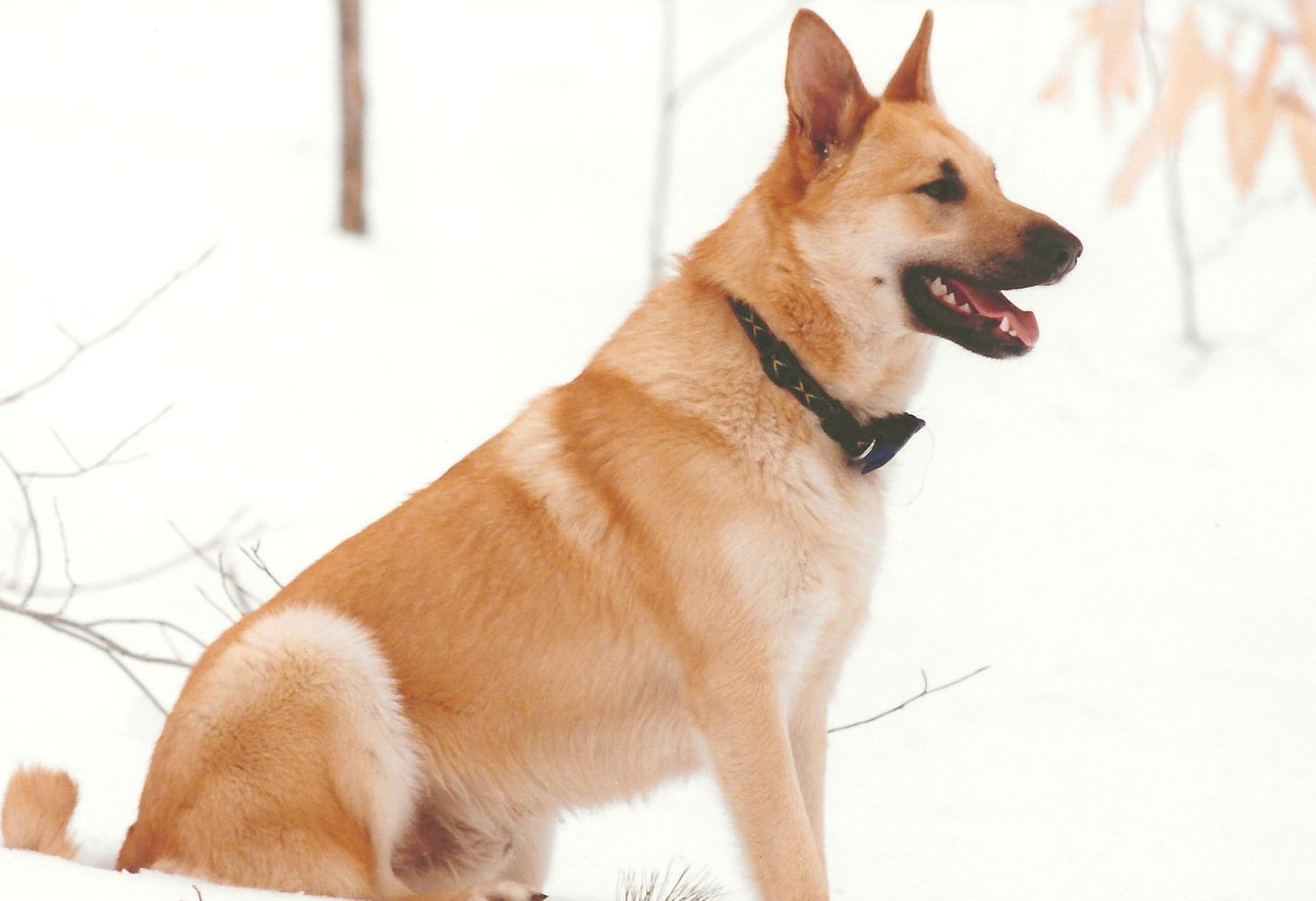 Intervale Chinook Male Stud Gus Tuckerman was born in 1998 and has semen frozen and stored at Zoetis.