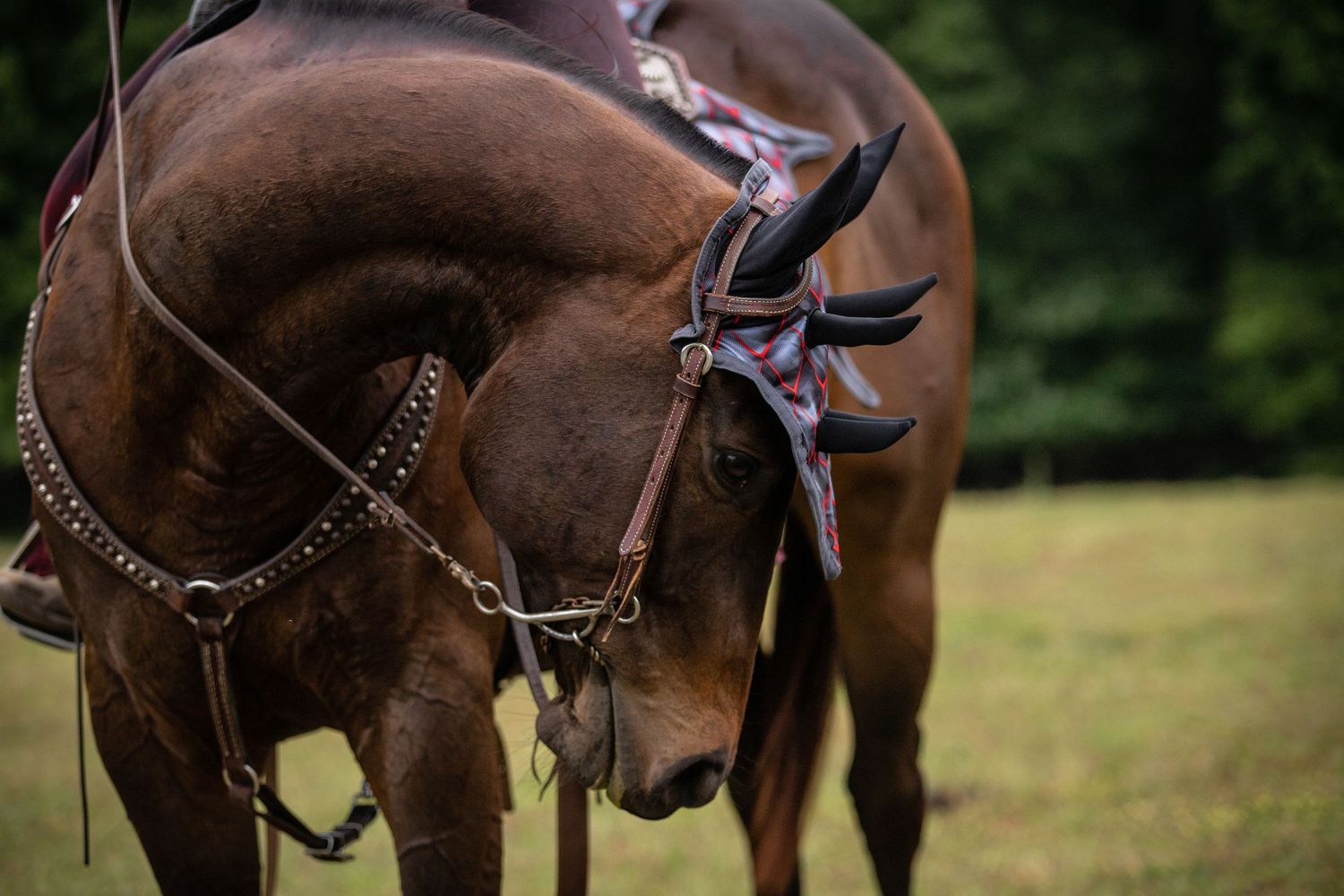 Close-up of a dark brown horse wearing an ornate bridle and decorative ear bonnet outdoors.