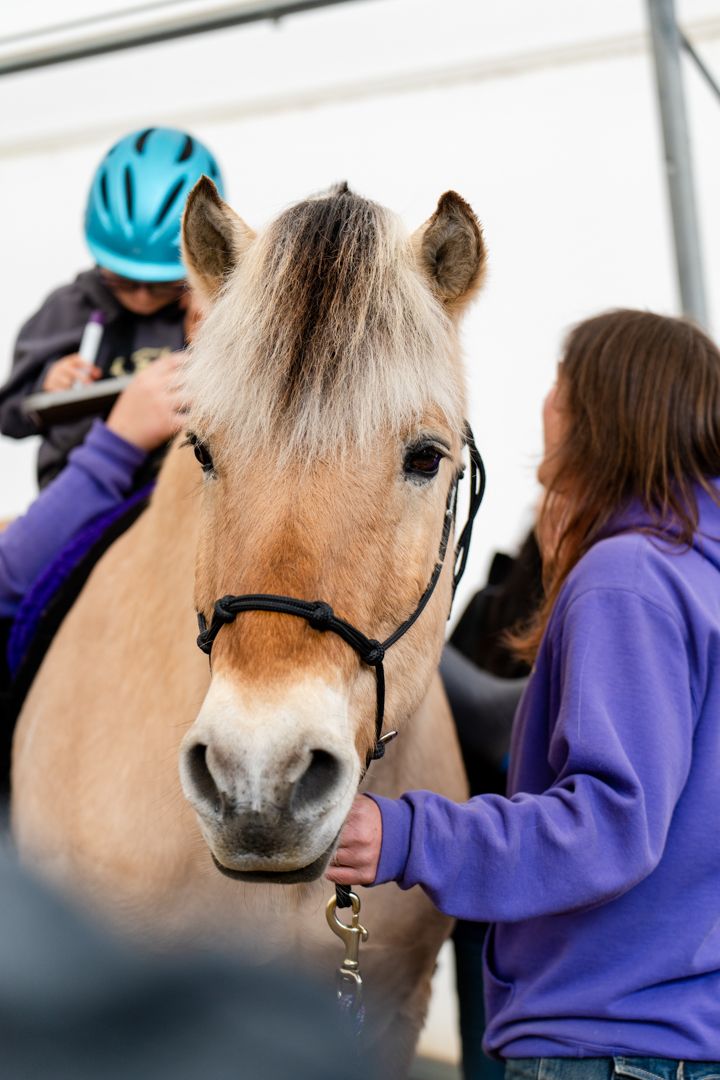portrait of a horse with a boy riding