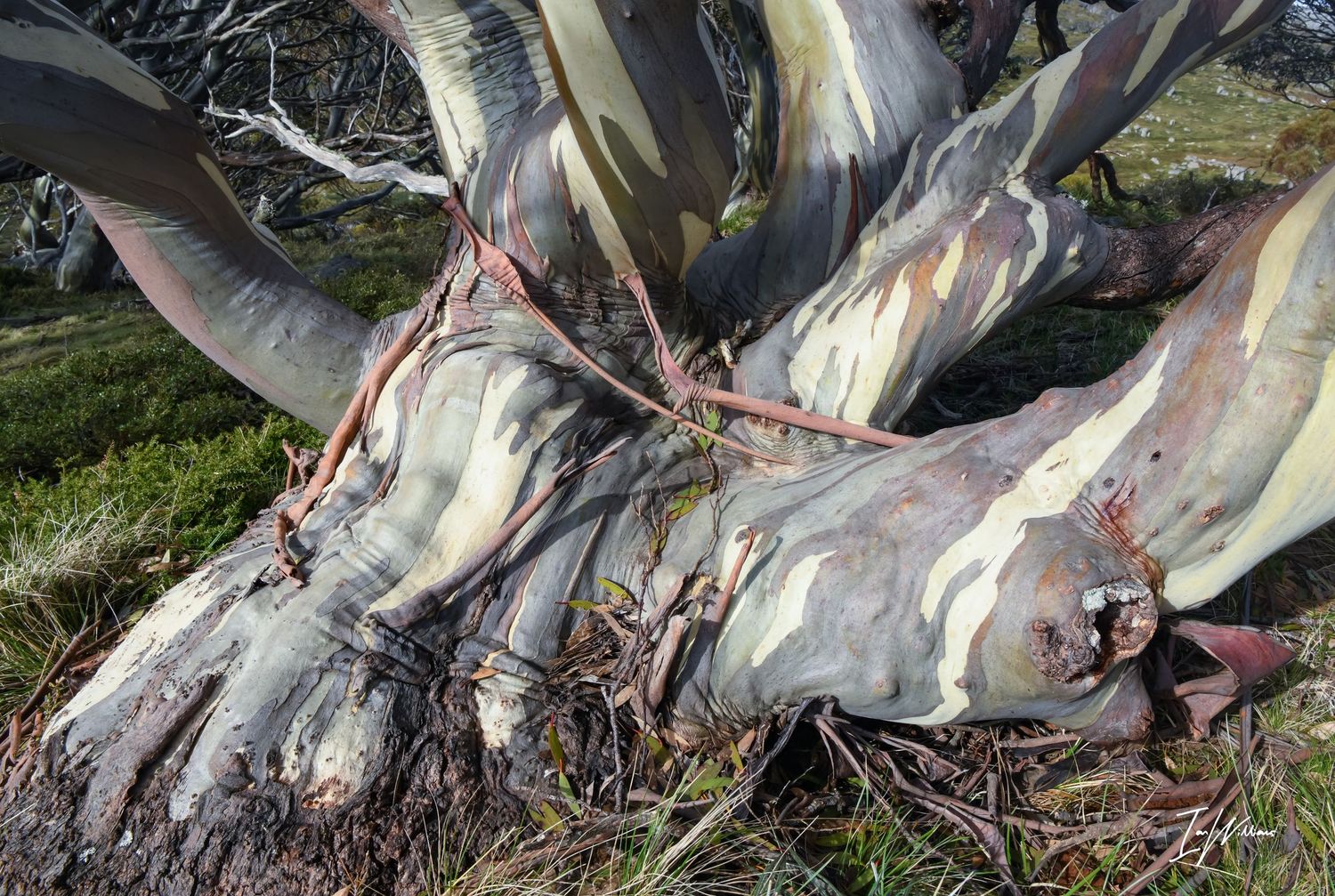 Snow gum