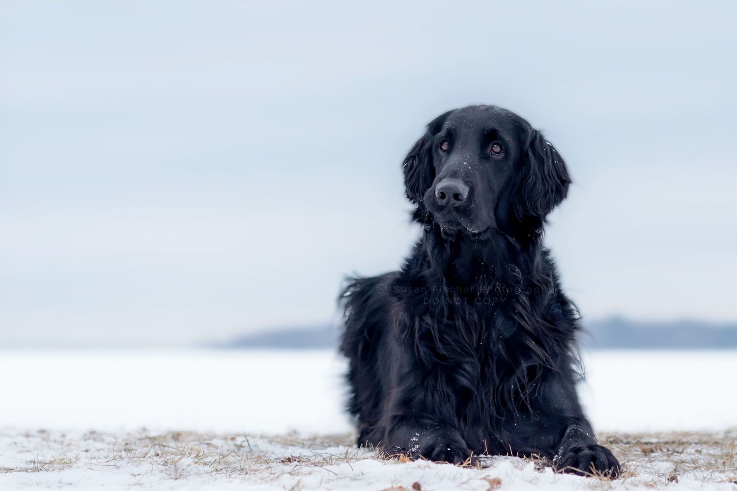 A Flat Coated Retriever with a funny curled lip lying in the snow