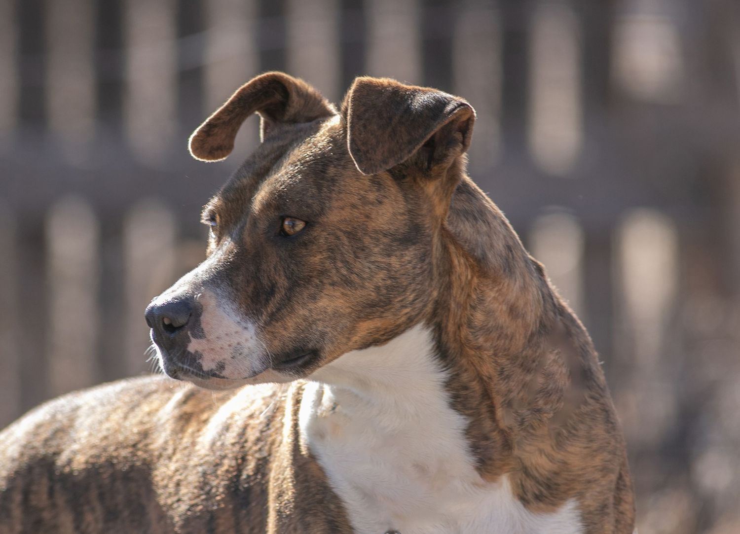 Pitbull photography