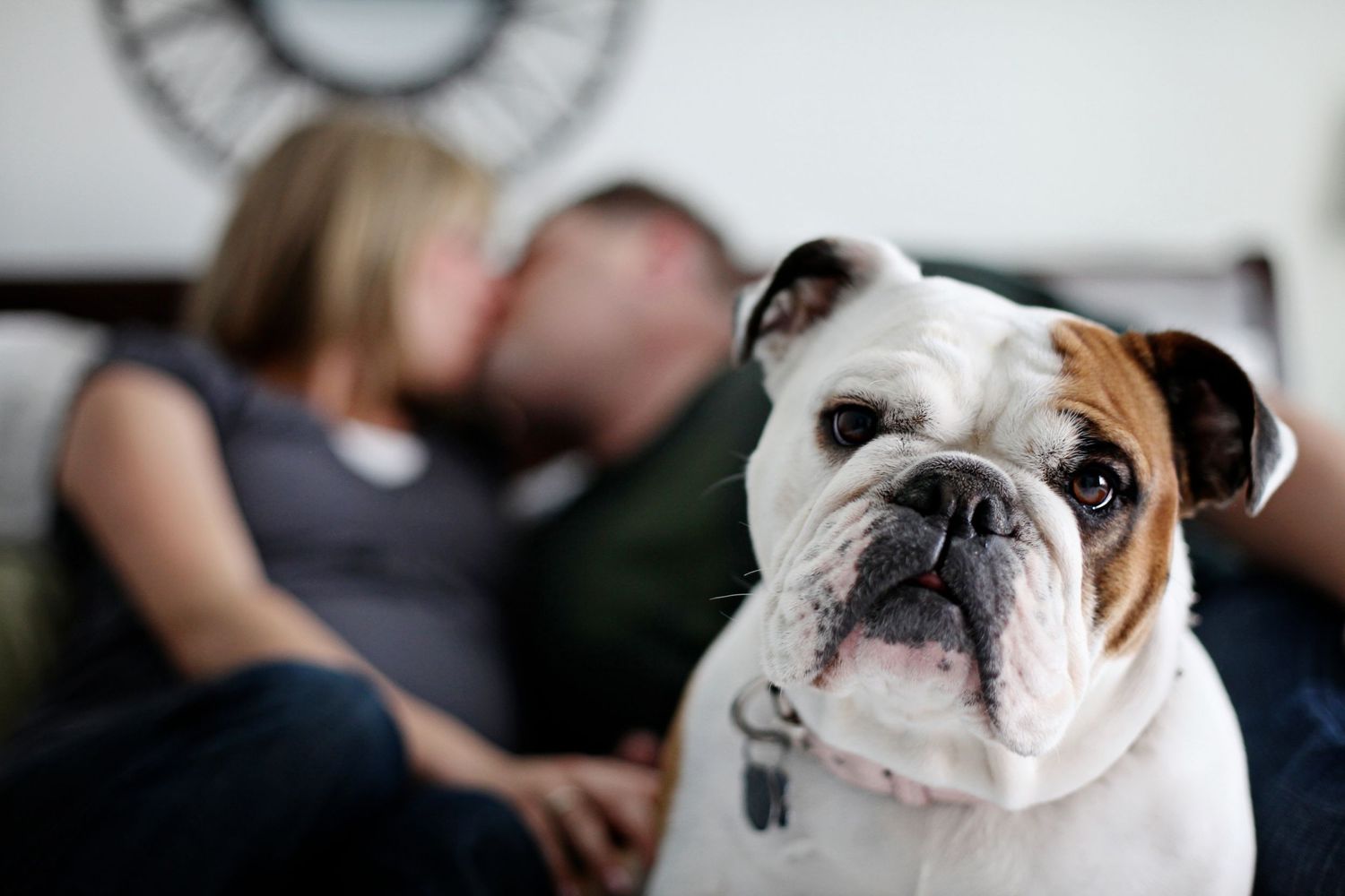Close-up of an English Bulldog looking attentively at the camera while someone relaxes on a couch in the background.