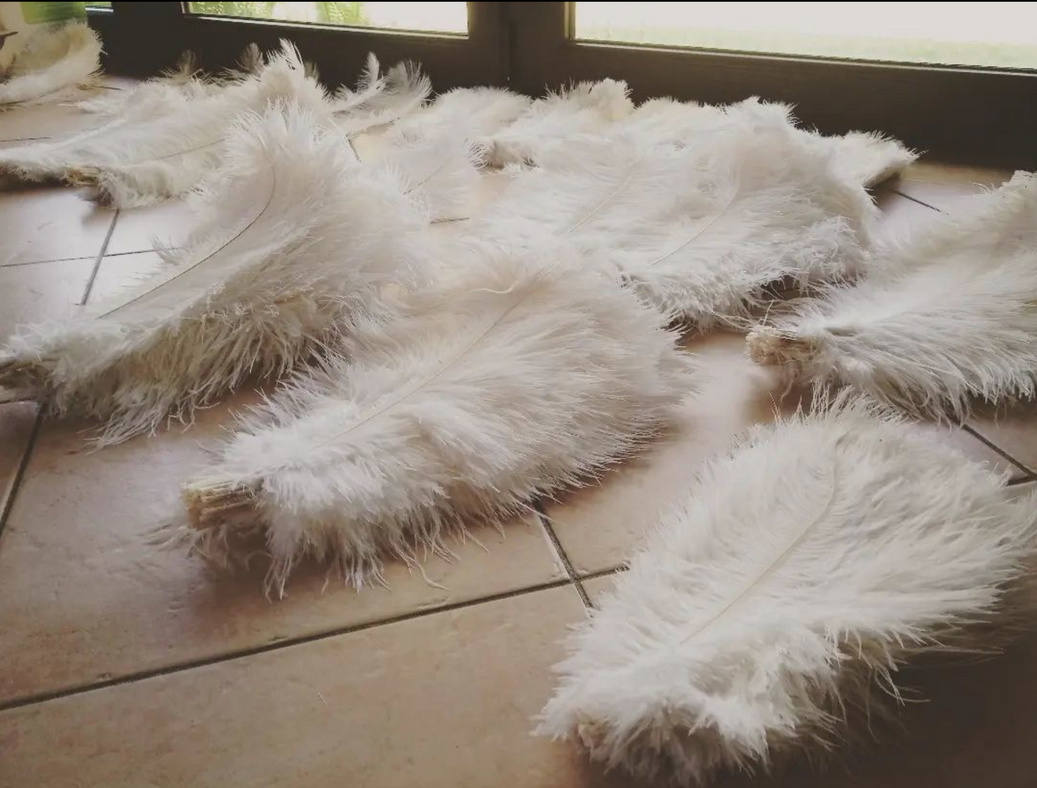 Ostrich feather wings photoprop life sized angel wings