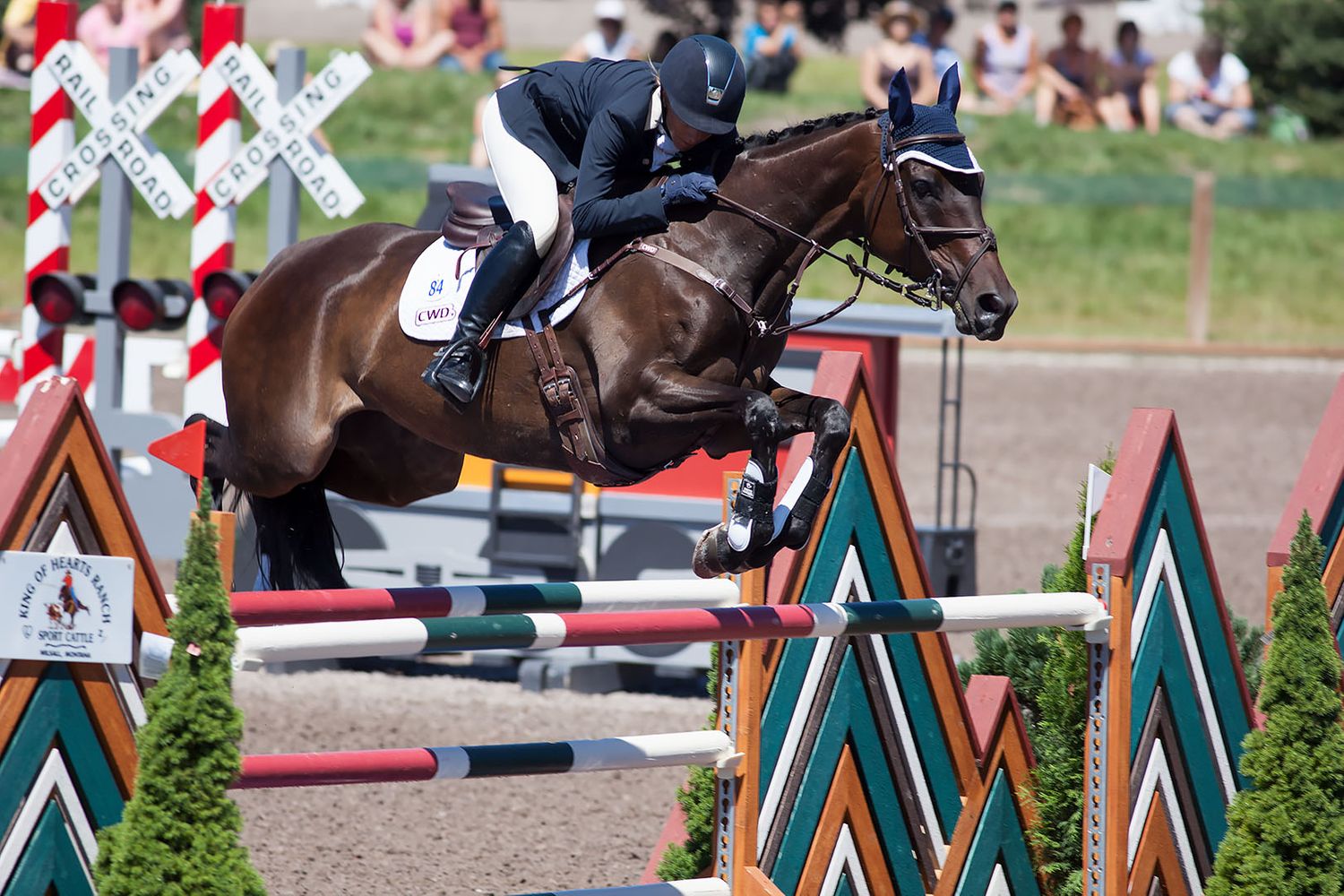 Show Jumping Horse