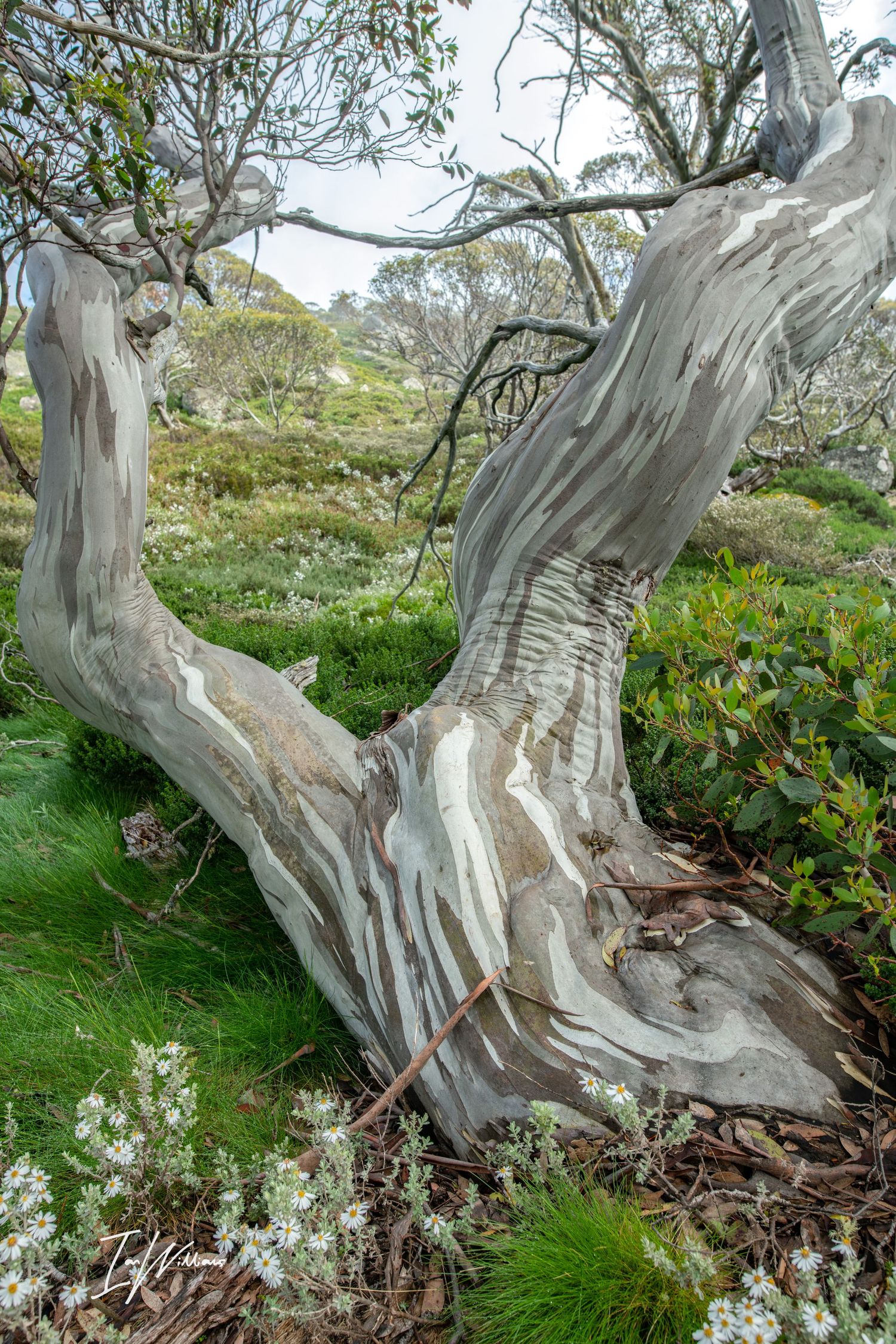 Ancient Snow gum