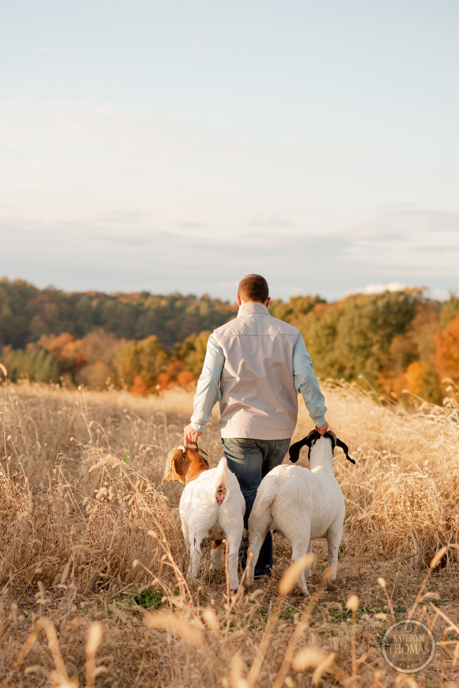 Person walking two white dogs through a golden autumn field at sunset with trees in background.