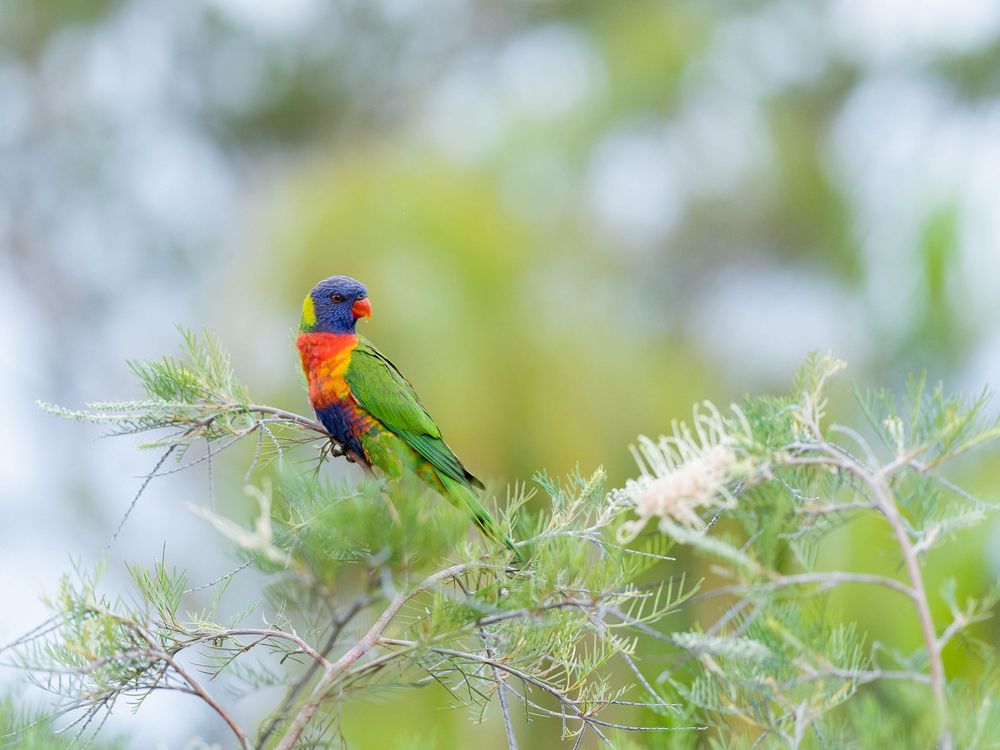 Lorikeet by Sean Saunders
